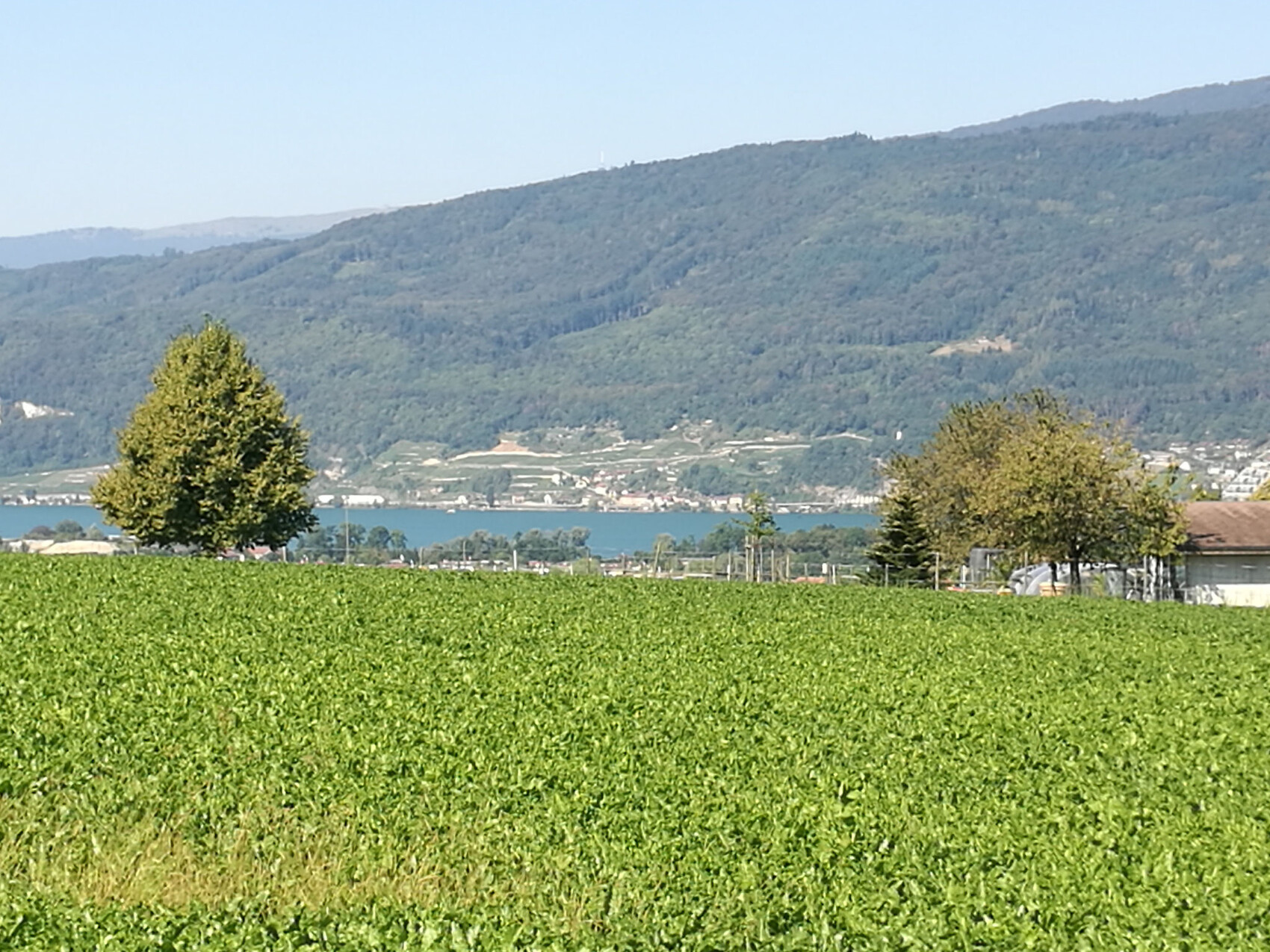 Landschaft mit grünem Feld, Bäumen und Bergsee im Hintergrund