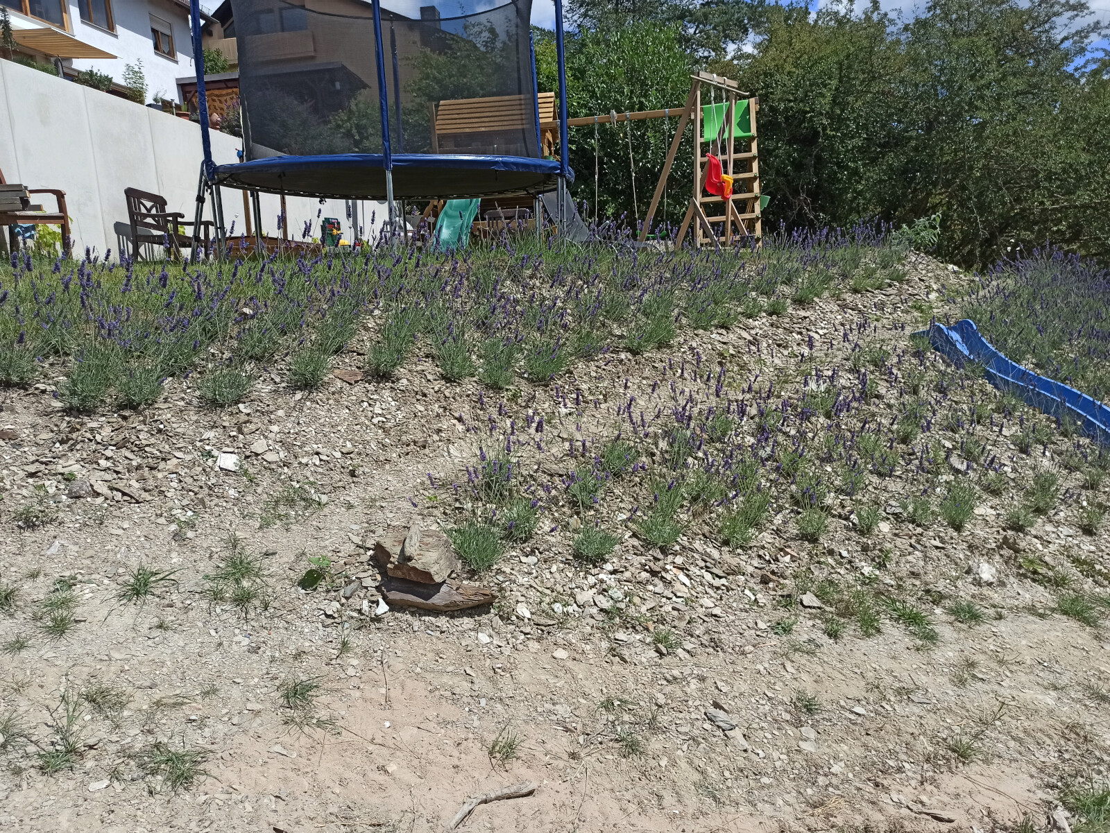 Garten mit Hang: Lavendelreihen, Trampolin, Spielturm und blaue Rutsche.