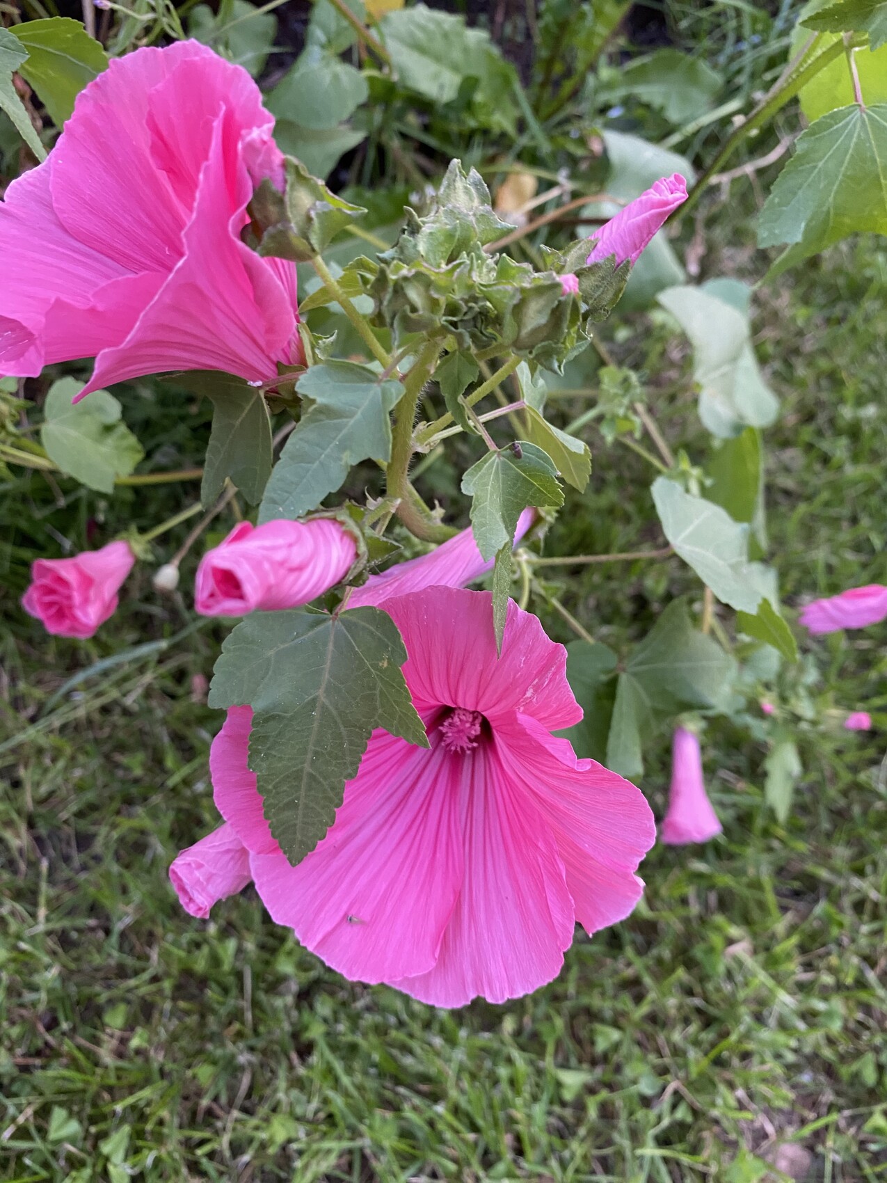 Große pinke Stockrose mit offener Blüte und grünem, gelapptem Laub.