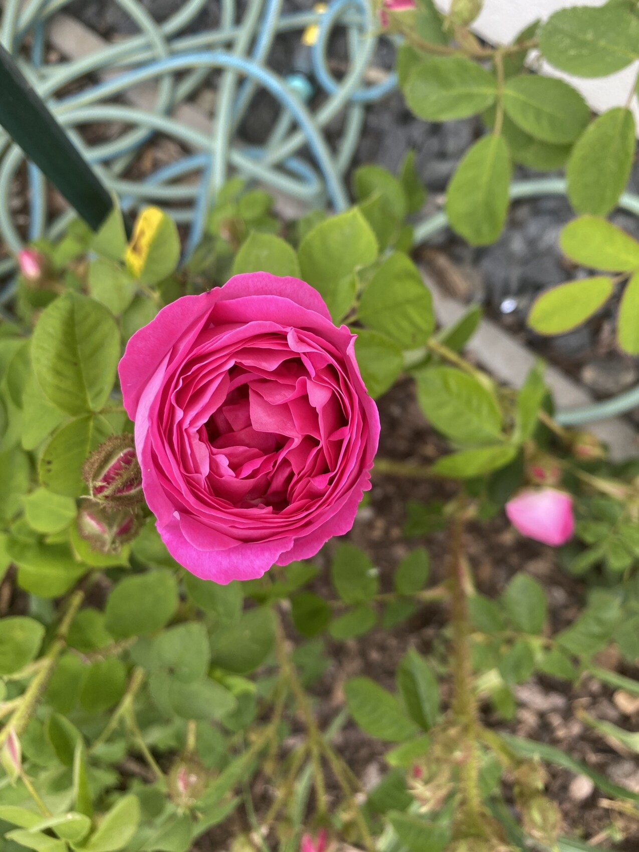 Nahaufnahme einer pinken Rose in Blüte, grüne Blätter, Gartenschlauch im Hintergrund.