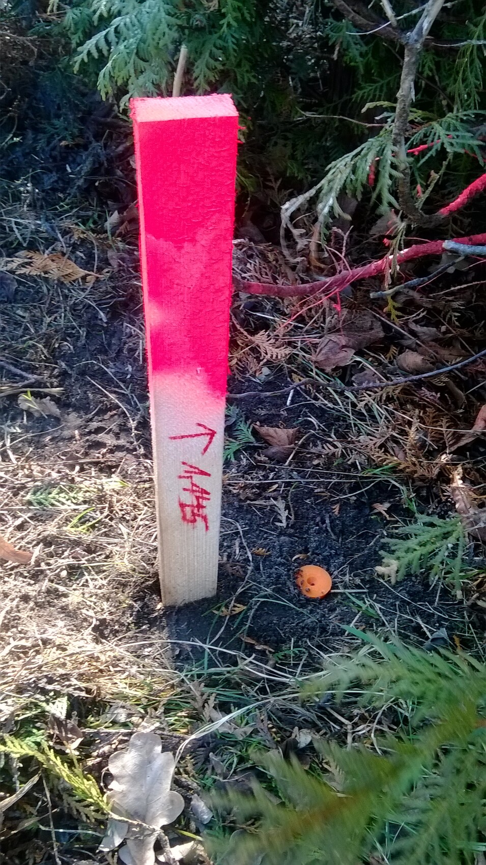 Holzpfosten im Boden, oben pink gestrichen, rote Pfeilmarkierung; daneben orange Kugel.