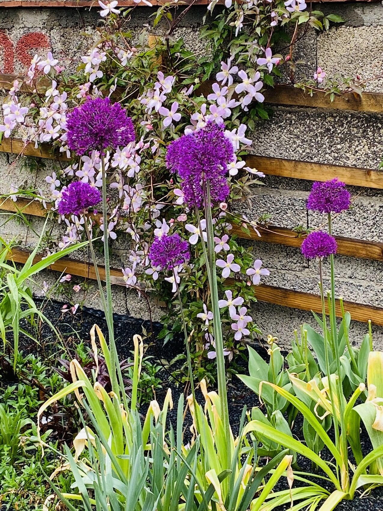 Gartenansicht mit violetten Allium-Kugeln vor einer Holzlattenwand und pinken Kletterblumen.