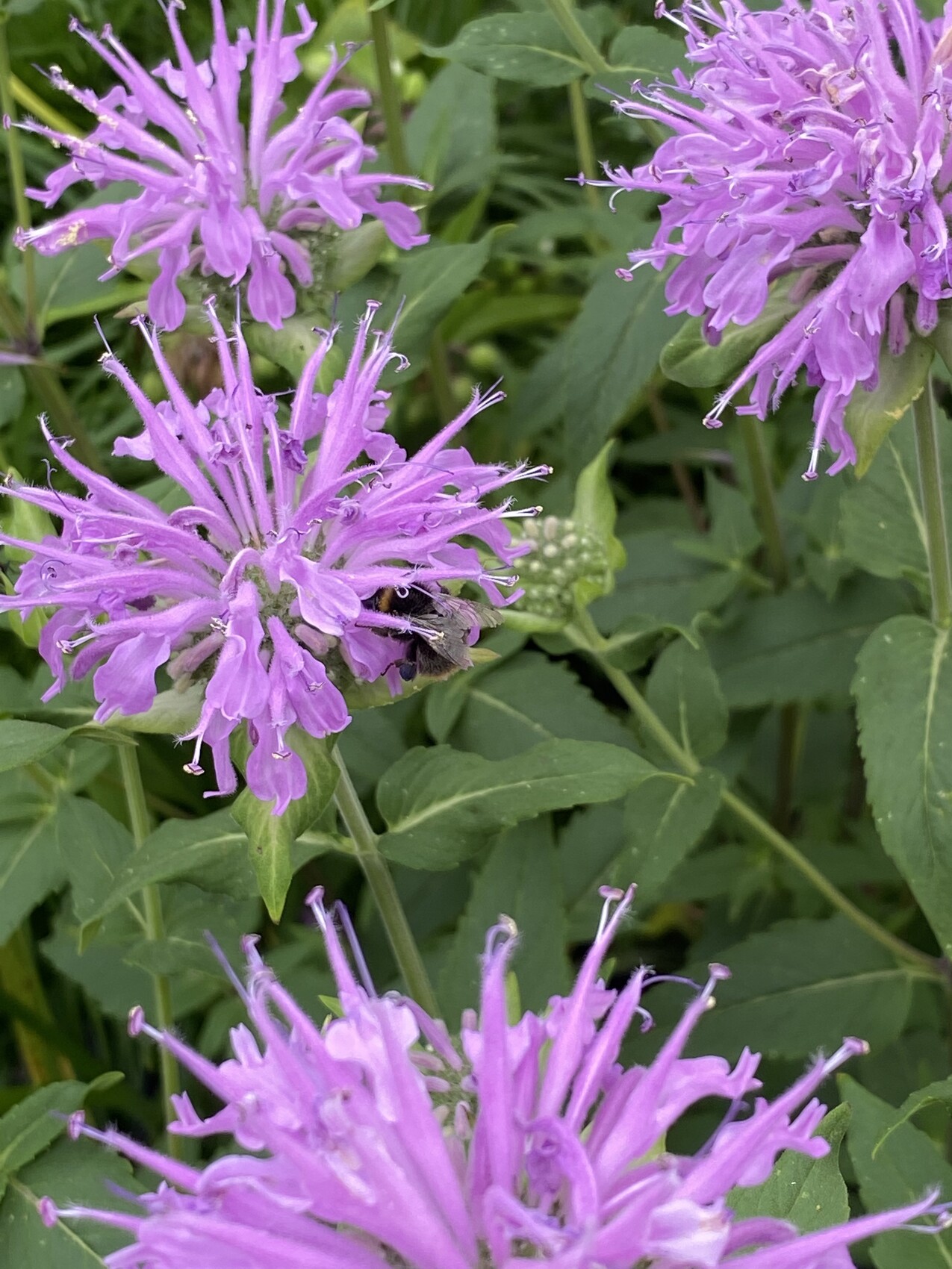 Violette Monarda-Blüten mit einer Biene, grüne Blätter im Hintergrund