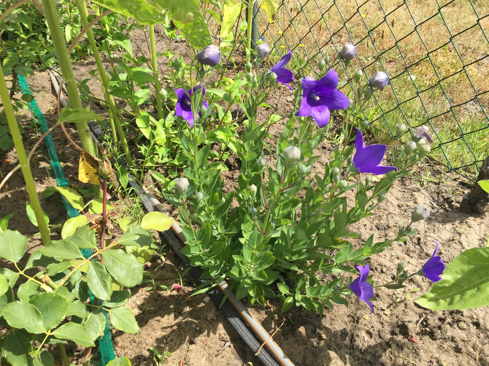 Lila Morgensternblumen (Winde) ranken am Drahtzaun im Garten.