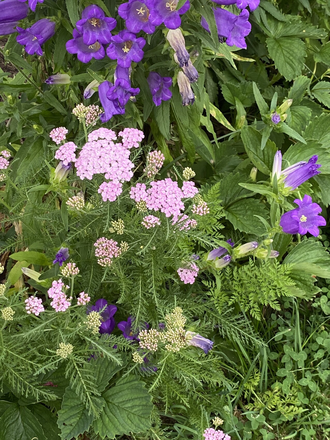 Gartenbeet mit violetten Glockenblumen und rosa Schafgarben vor grünem Laubwerk.