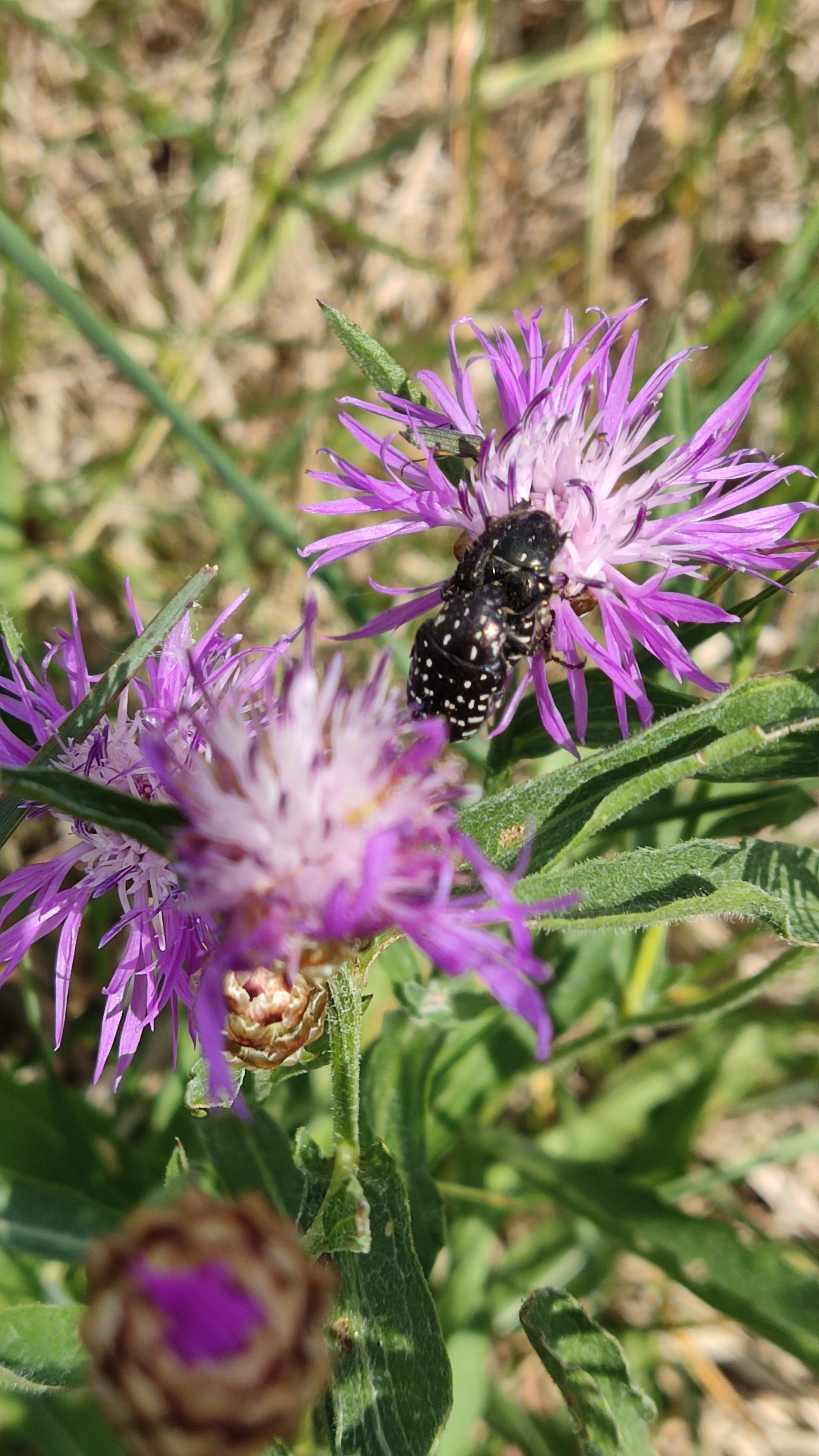lila-blumen-im-garten-makro-insekt.jpg