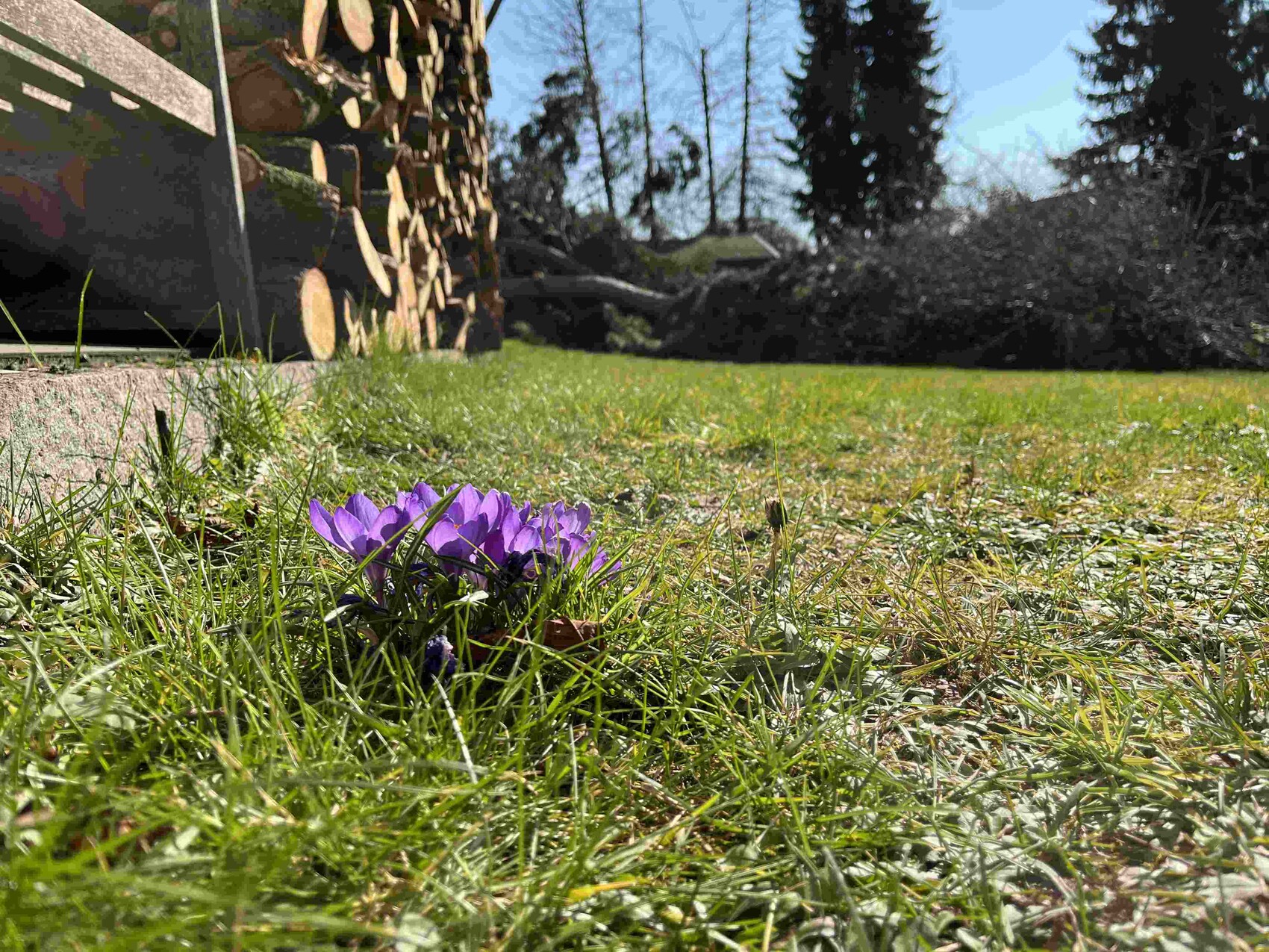 Lila Krokusse wachsen im Gras neben einem Holzstapel; Gartenlandschaft mit Bäumen im Hintergrund.