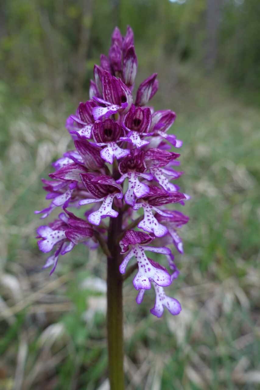 Nahaufnahme einer lila Orchidee im Freien vor grünem Hintergrund