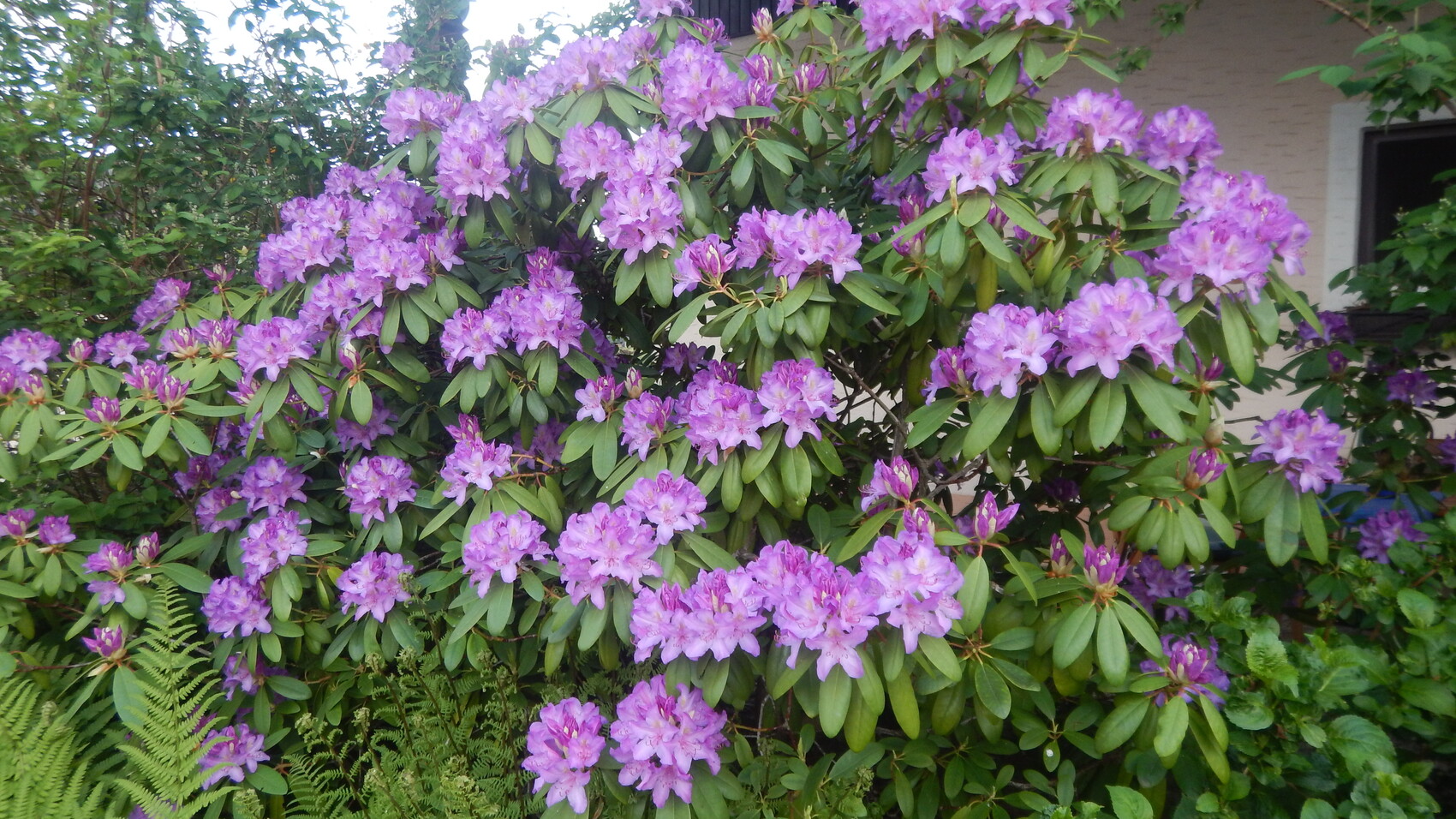 Große lila Rhododendron-Sträucher mit violetten Blüten im Garten vor einem Haus.
