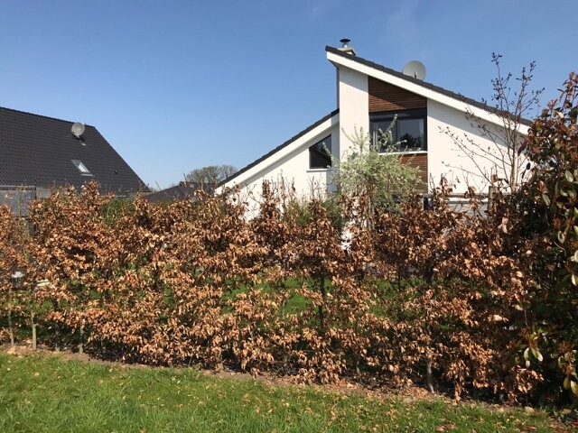 Moderne Hausfront mit Pultdach, weißen Wänden, großen Fenstern und Gartenhecke im Vordergrund