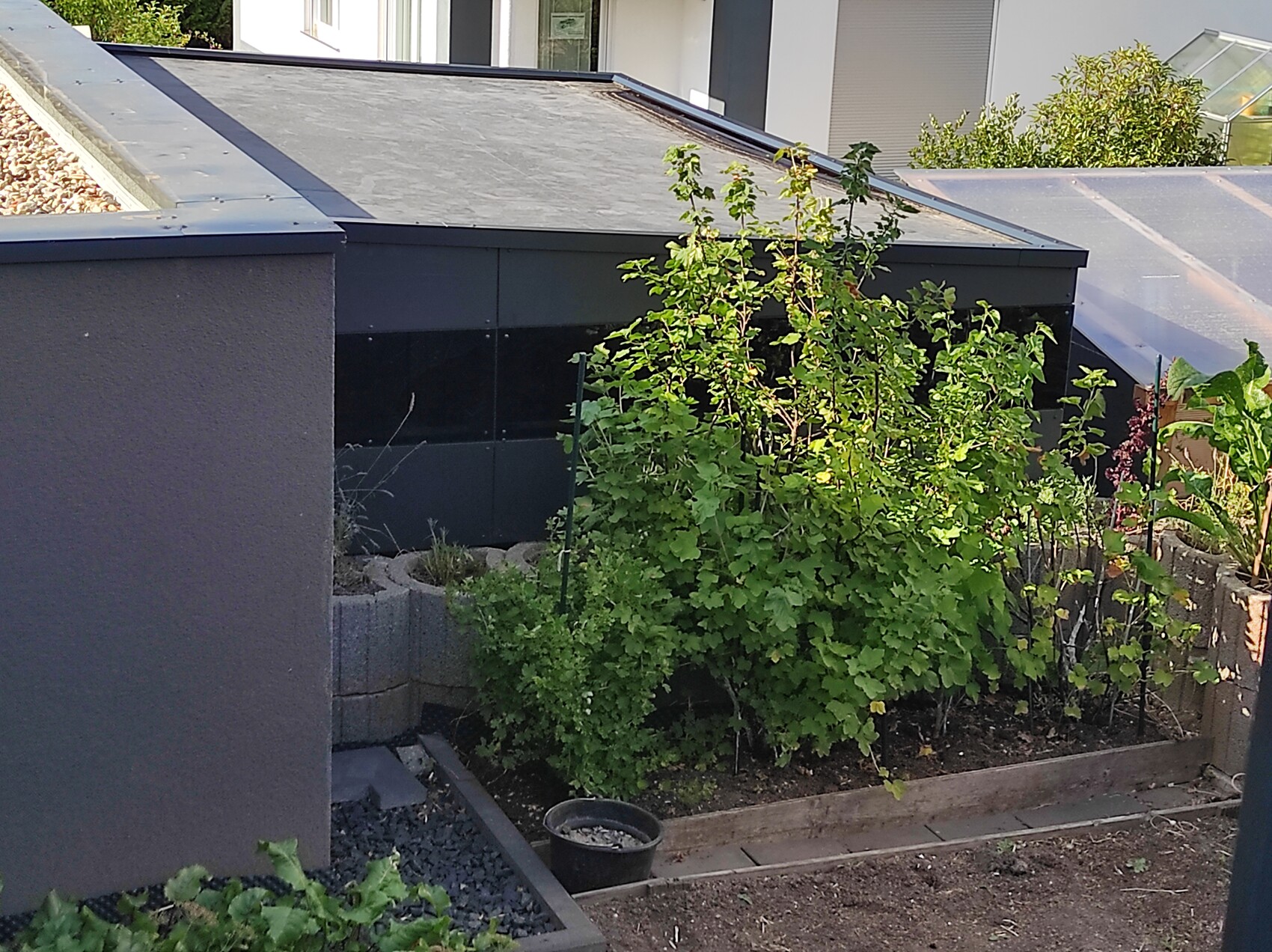 Moderne graue Gebäudefassade mit Flachdach; Gartenbeet mit grünem Buschwerk.