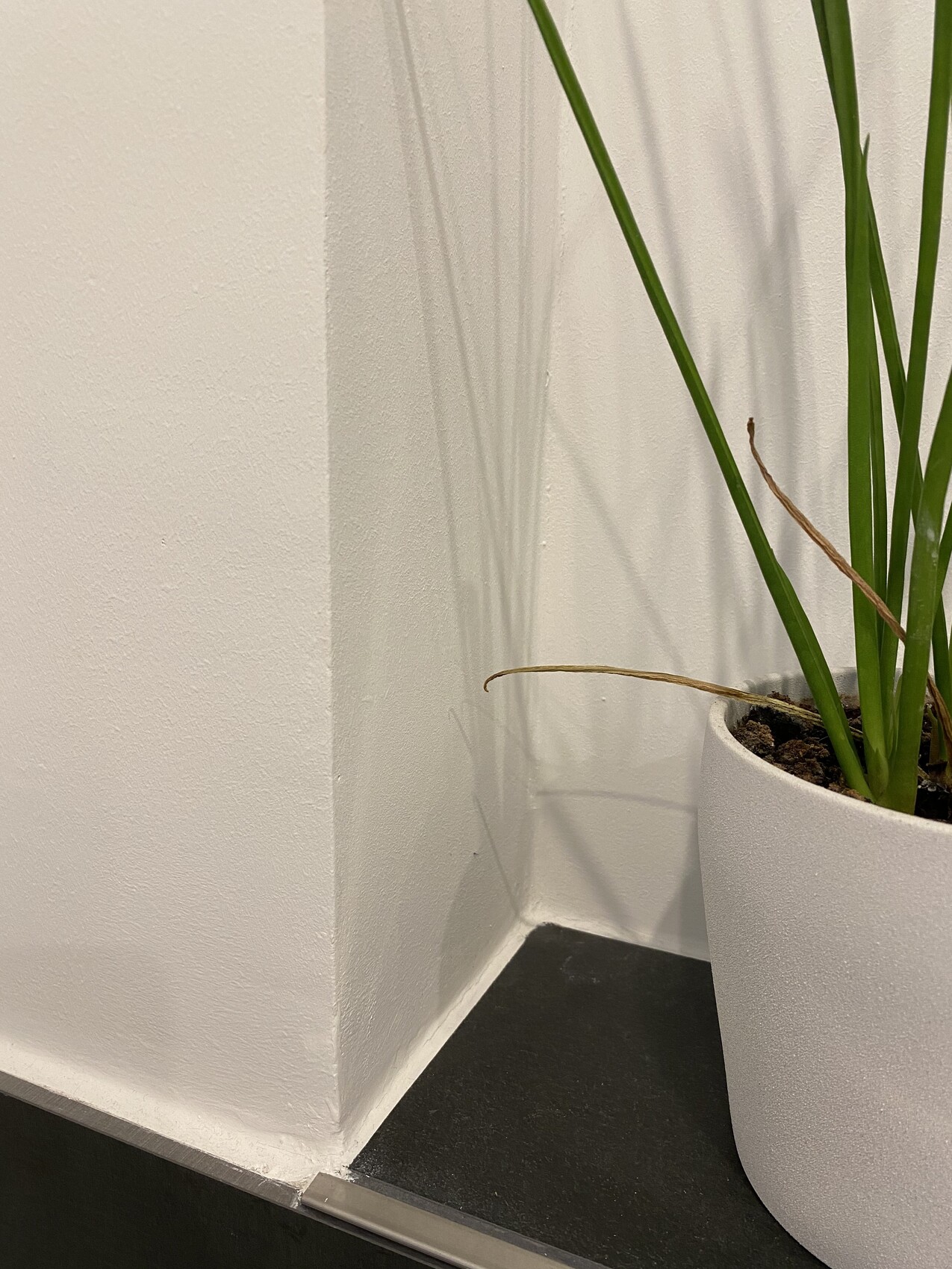 Weiße Innenwand-Ecke mit dunklem Boden; weißer Pflanzkübel mit langen grünen Blättern.