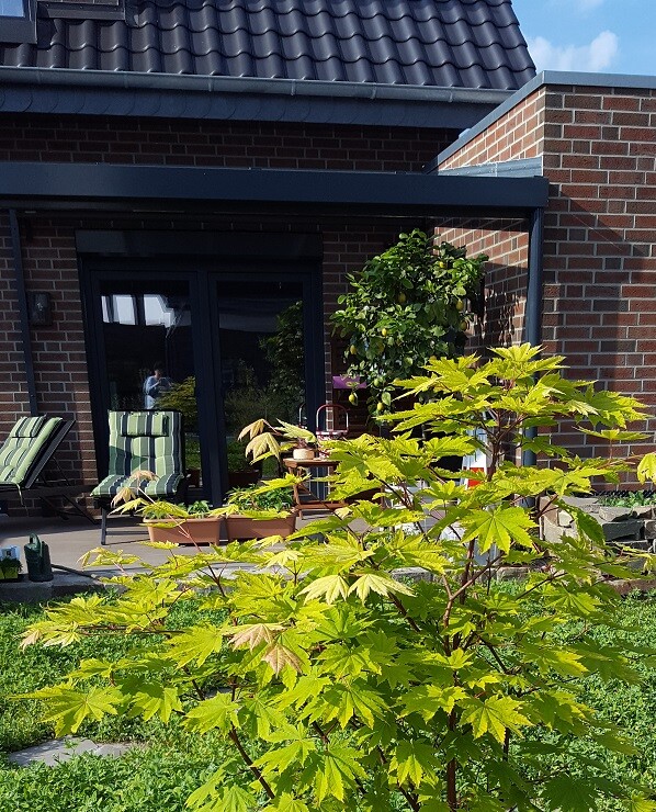 Terrasse eines Hauses mit Glas-Schiebetür; grün-gelber Ahorn im Vordergrund.