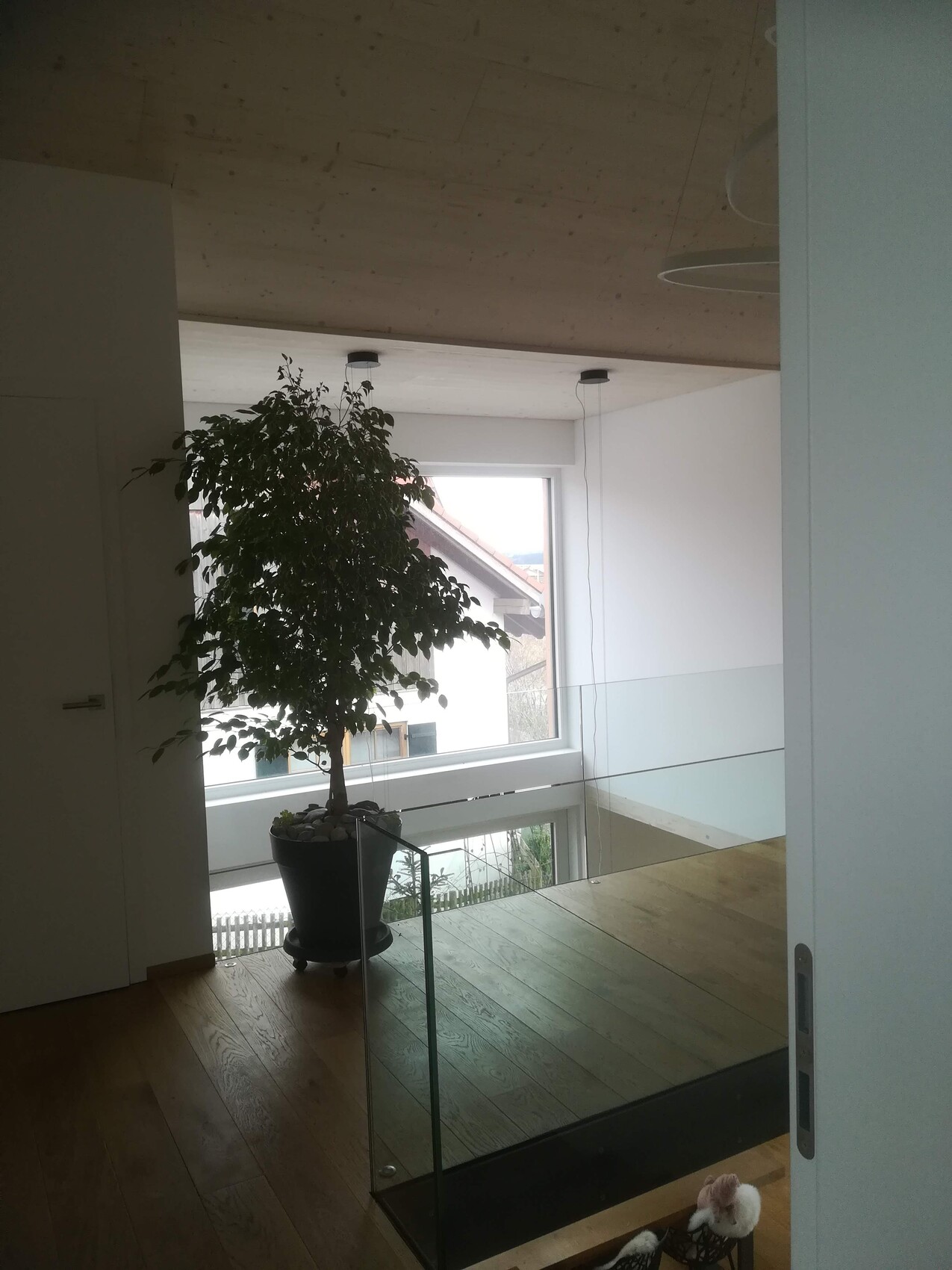 Große Zimmerpflanze im schwarzen Topf neben Glasgeländer und Fenster in moderner Wohnstube.