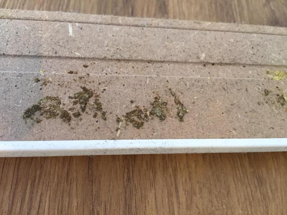 Nahaufnahme einer Betonstufe mit Moosflecken, unten eine weiße Kante.