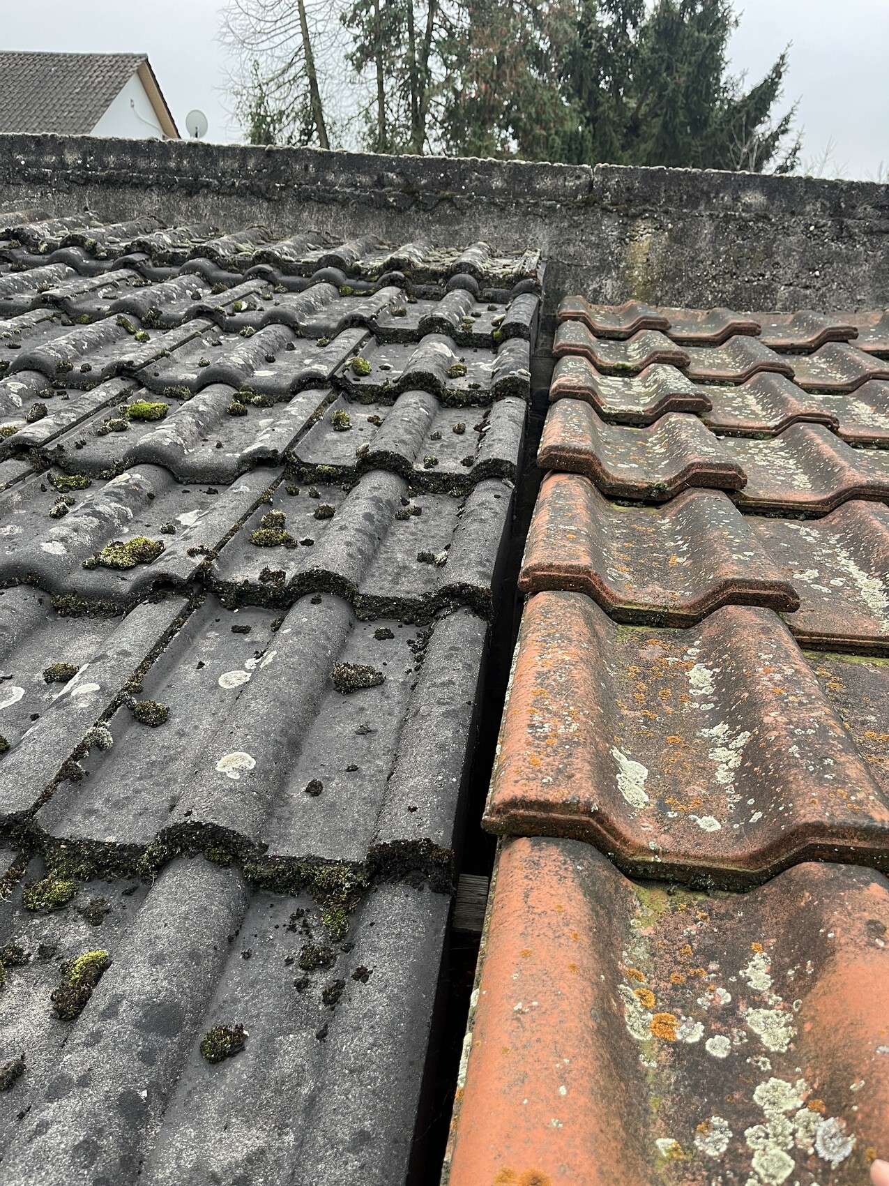 Dachziegel: links graue, moosbedeckte Ziegel; rechts orangerote Ziegel mit Flechten.