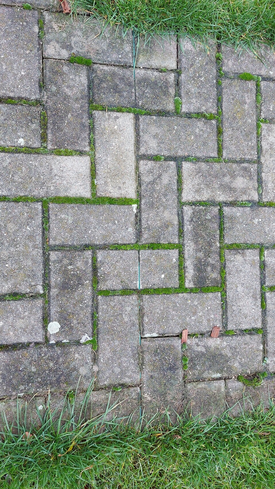 Gepflasterter Weg aus rechteckigen Betonplatten mit Moos in den Fugen und Gras am Rand.