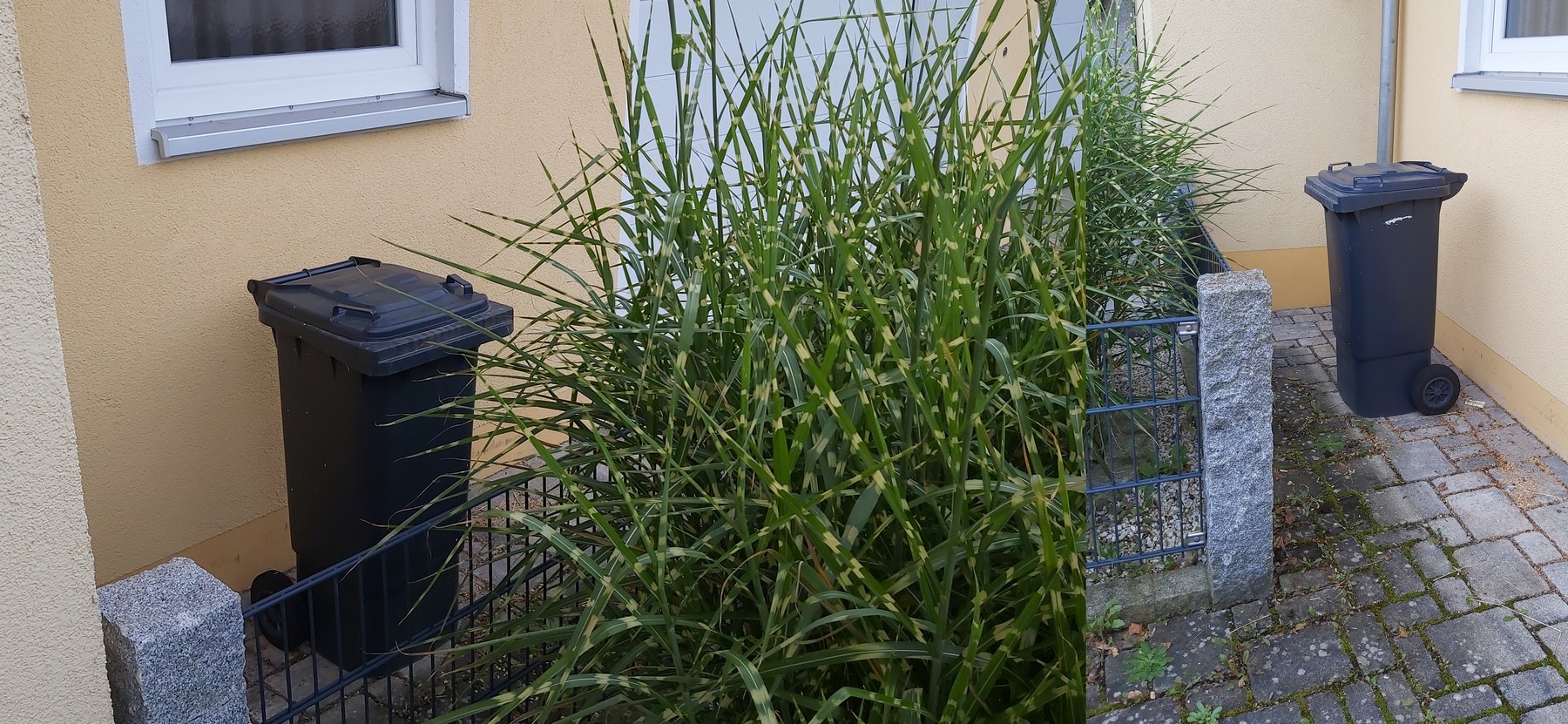 Mülltonnen.jpg