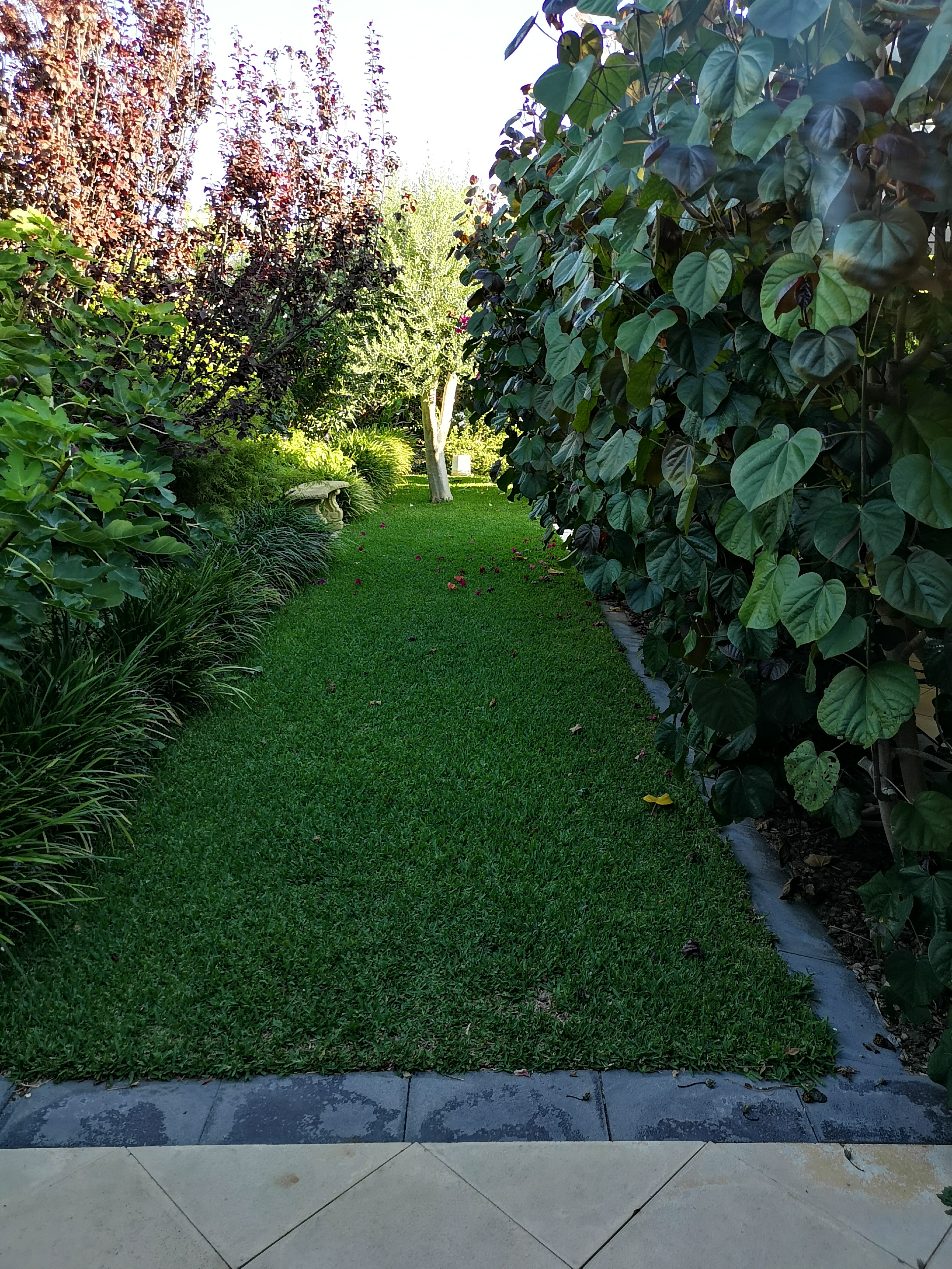 my old lawn.jpg