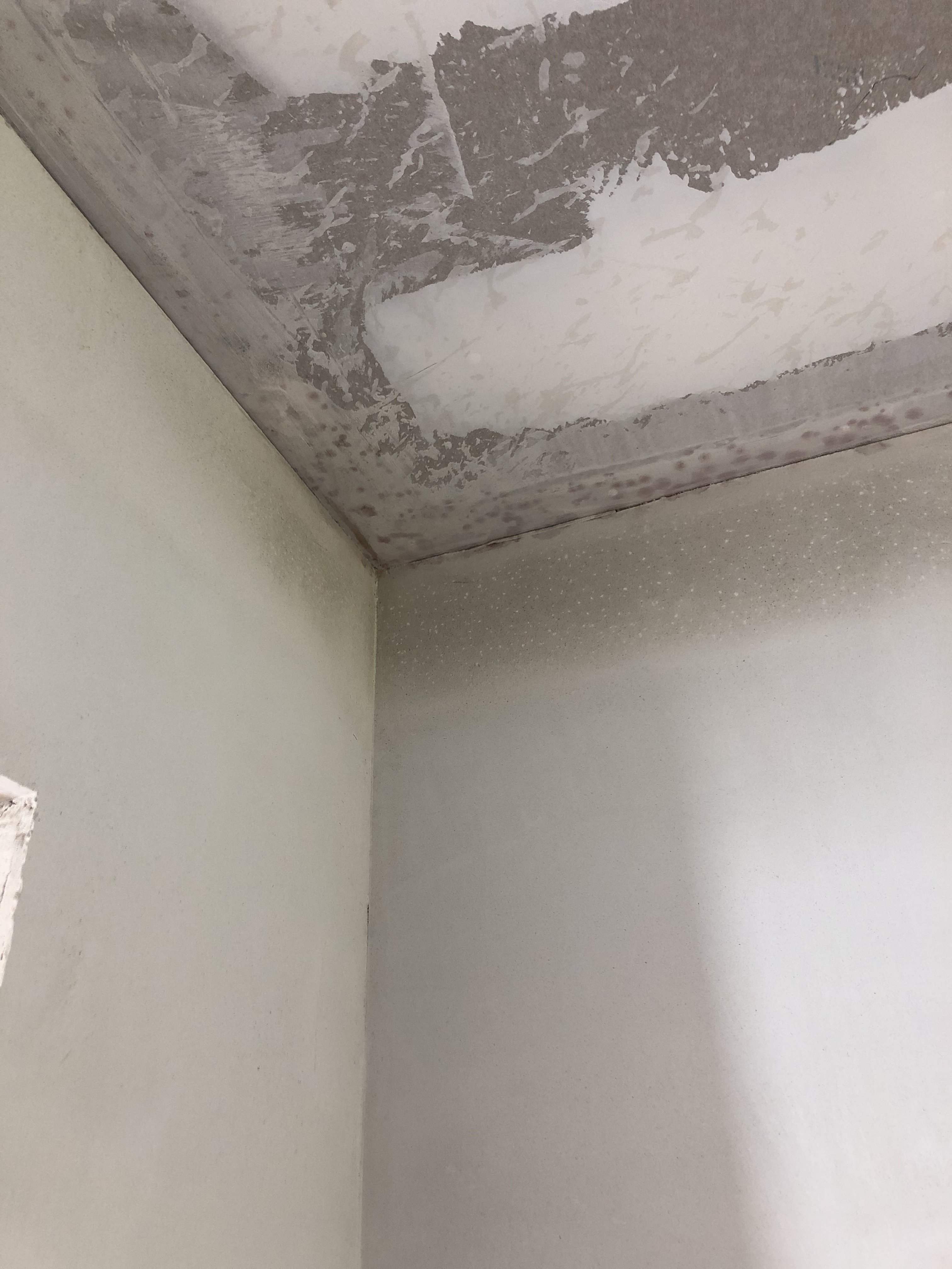 nach-estrich-schimmel-oder-stockpflecken-528663-1.jpeg