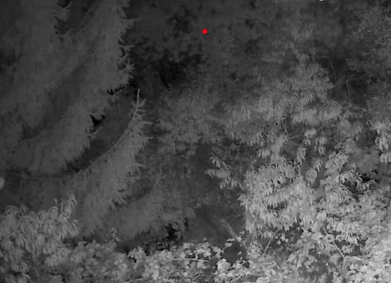 Nächtliche Graustufenaufnahme eines Waldes mit rotem Marker
