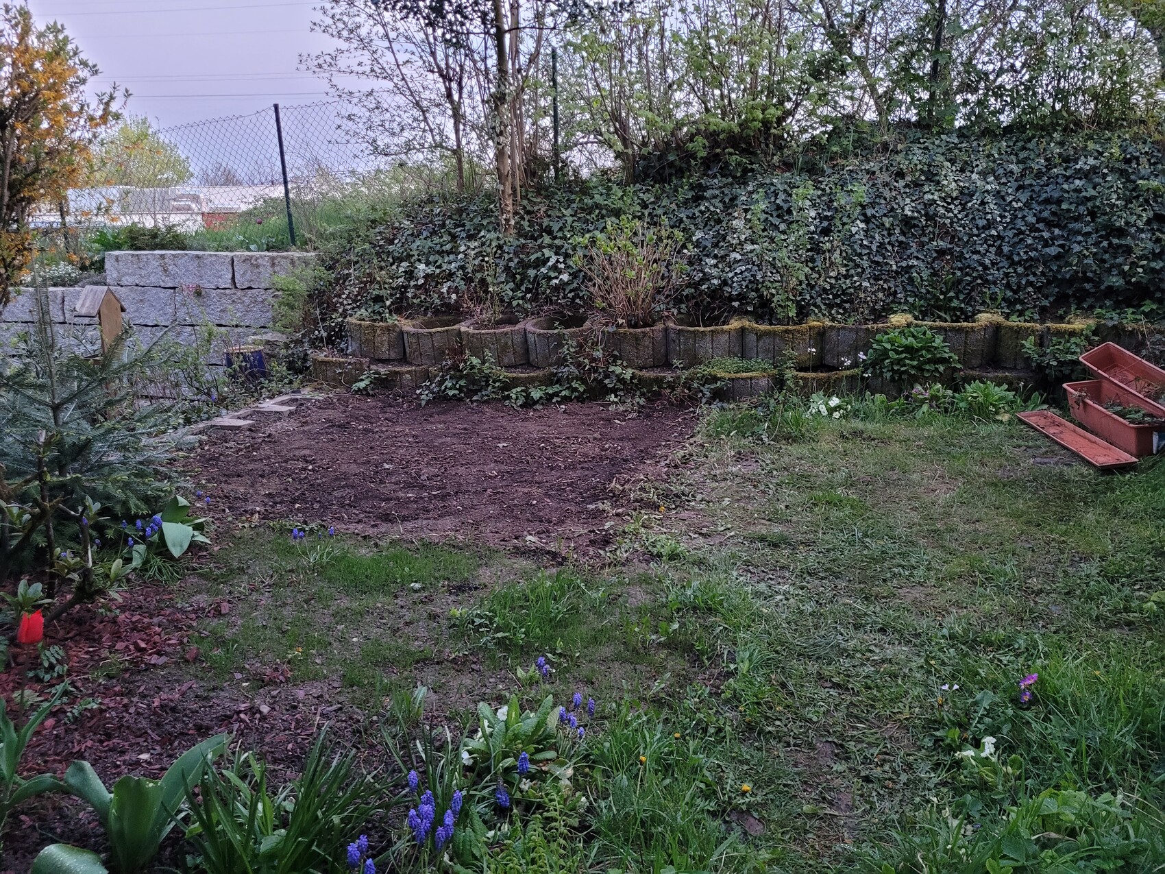 Garten mit freier Erdfläche, linkes Vogelhaus, blaue Traubenhyazinthen, Efeu an Steinmauer.