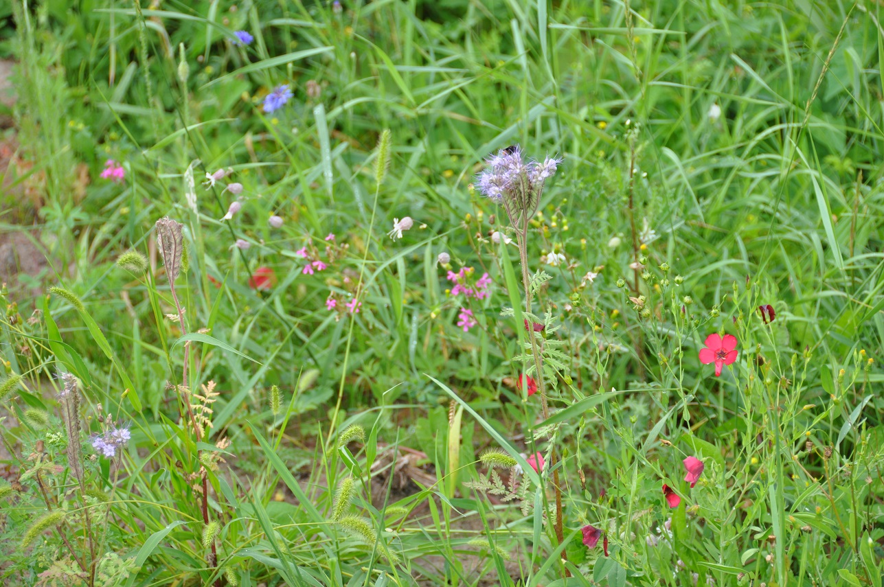 naturgartenblumenwiese-rasen-146260-1.jpg