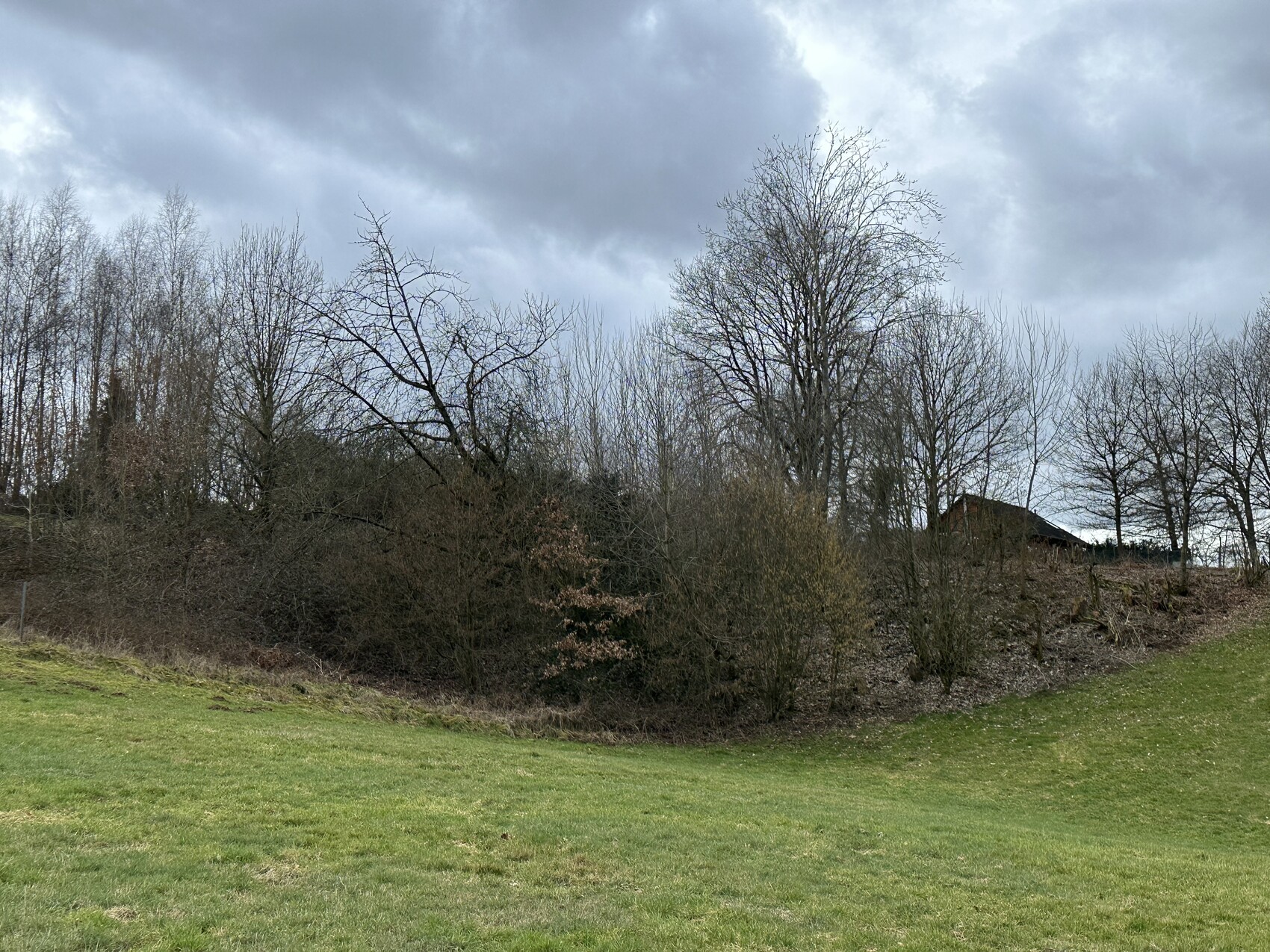 Grünes Gras vor einer Anhöhe mit kahlen Bäumen und einer dunklen Gartenhütte unter wolkigem Himmel.
