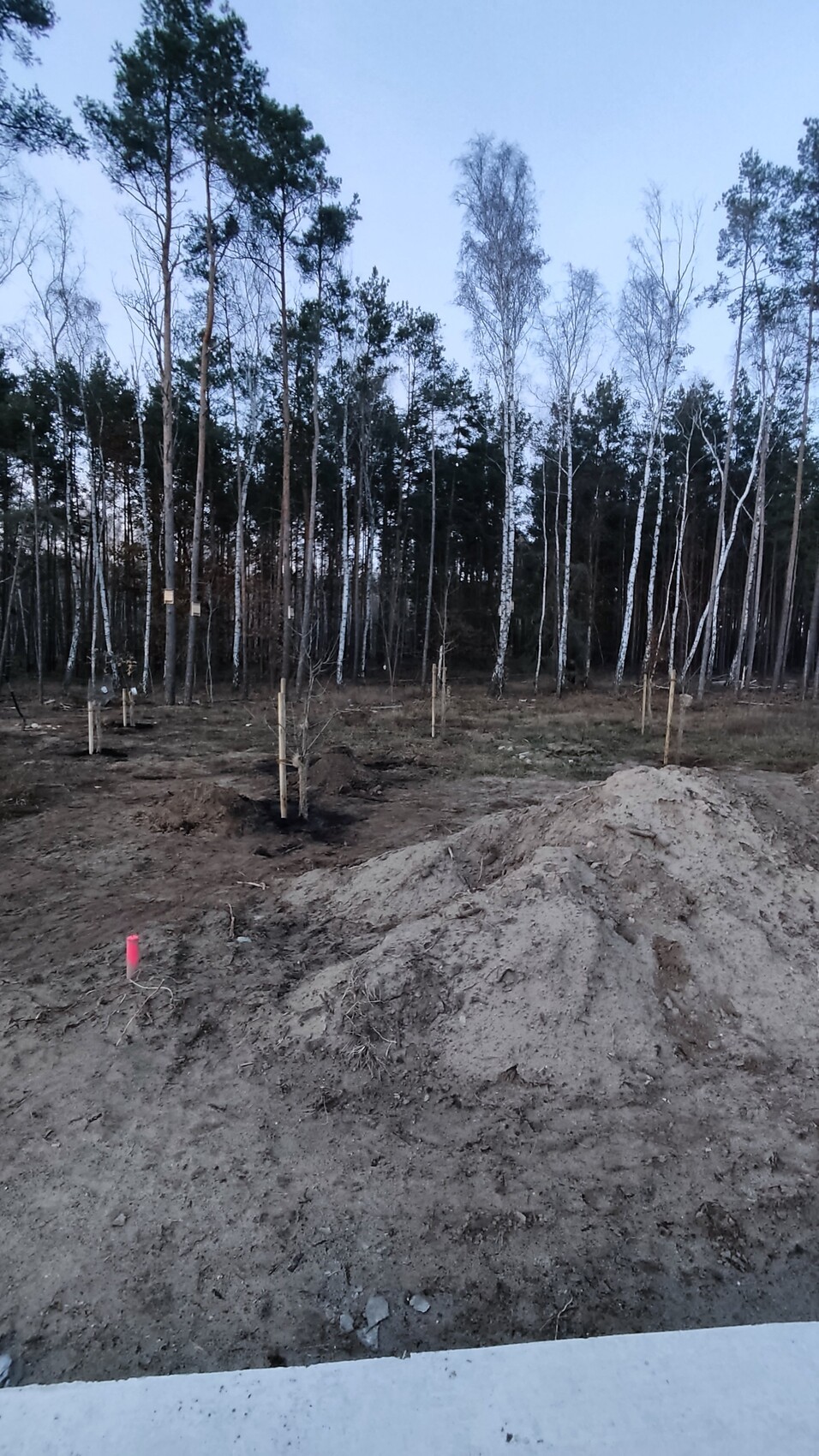 Junge Bäume mit Pfosten in neu angelegter Pflanzfläche; Erdaushub vorne, Wald im Hintergrund