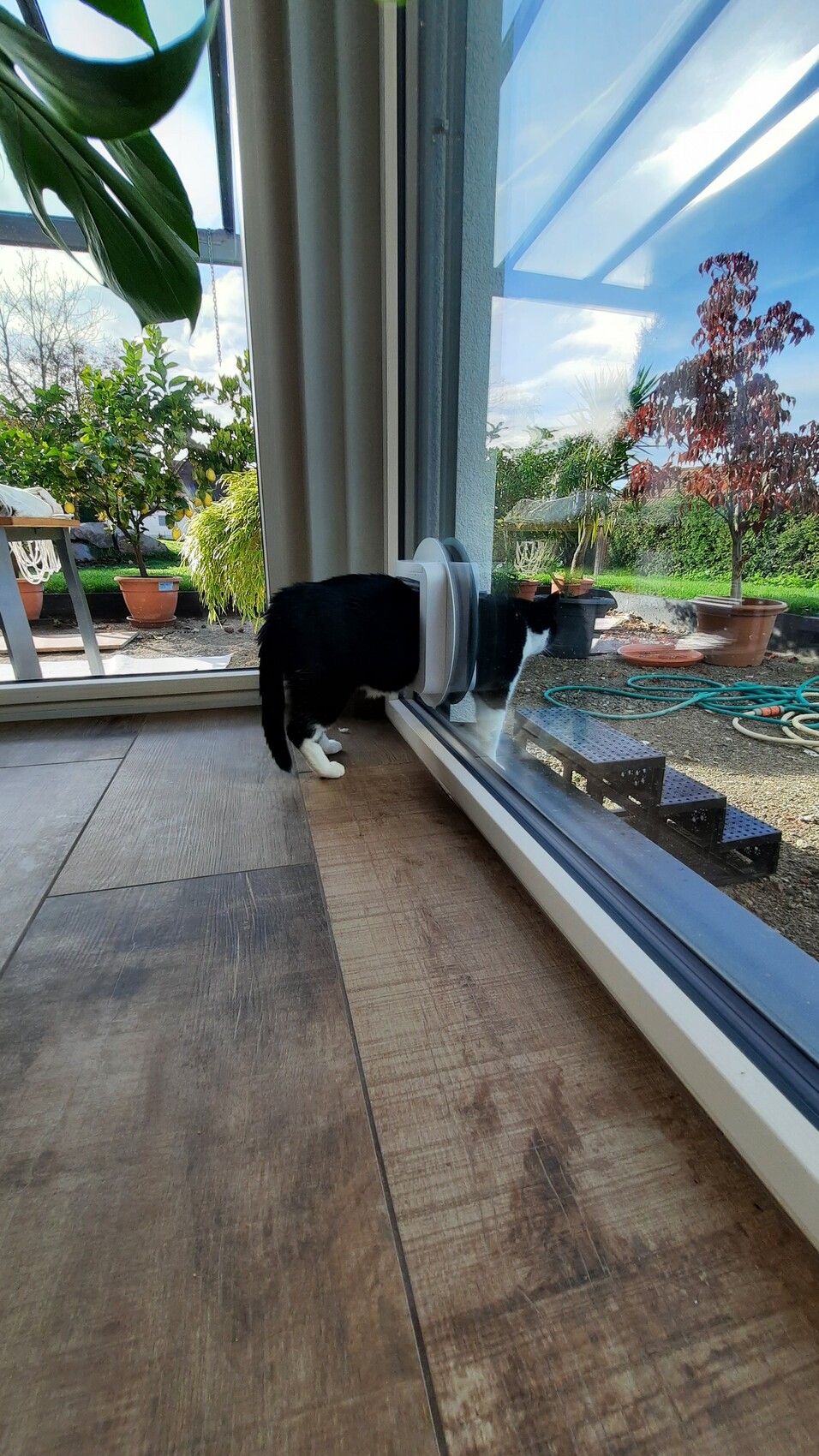 Schwarz-weißer Kater blickt durch eine Glasschiebetür nach draußen in den Garten.