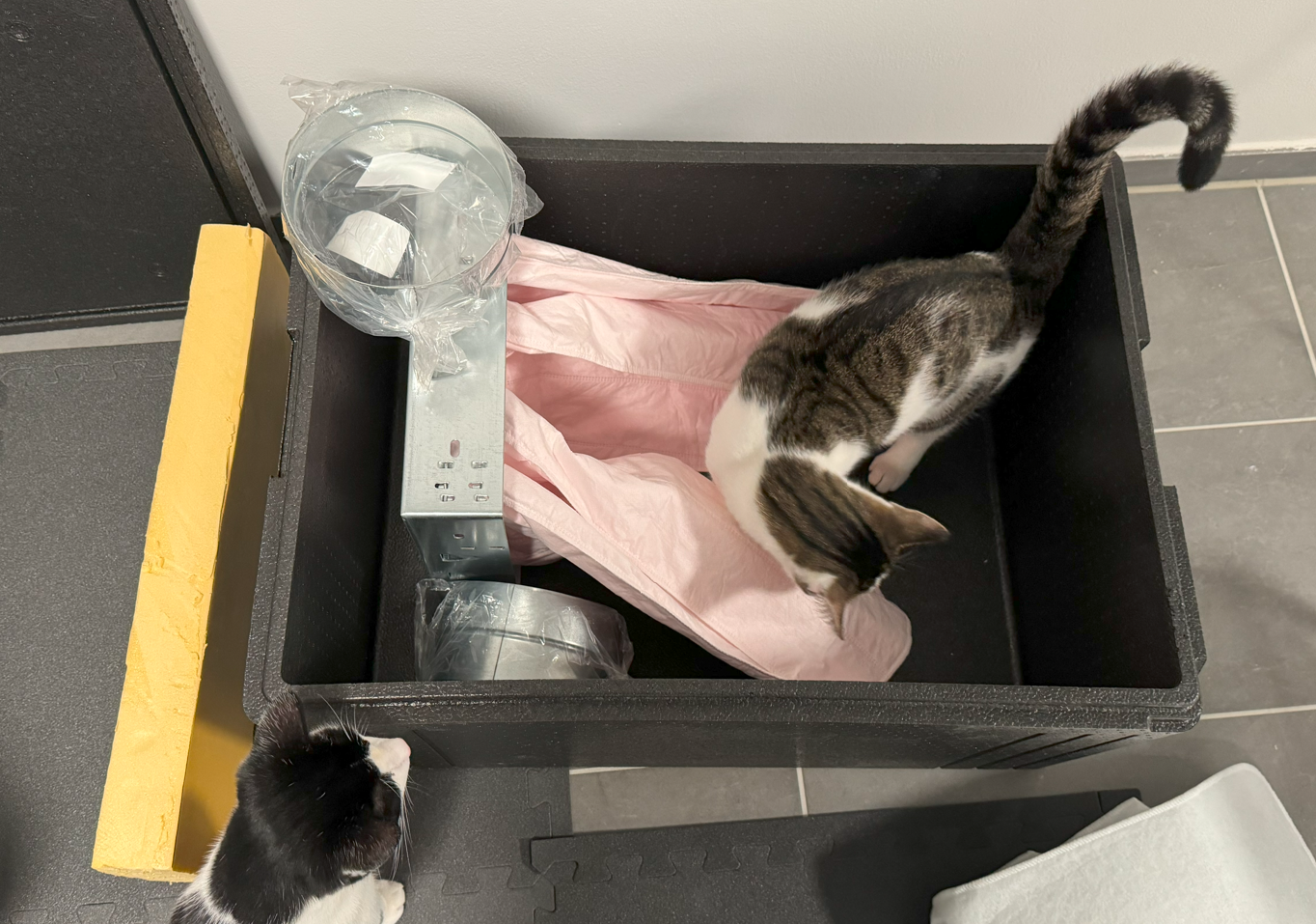 neugierige-katze-in-kunststoffbox-mit-bau-werkzeug.png