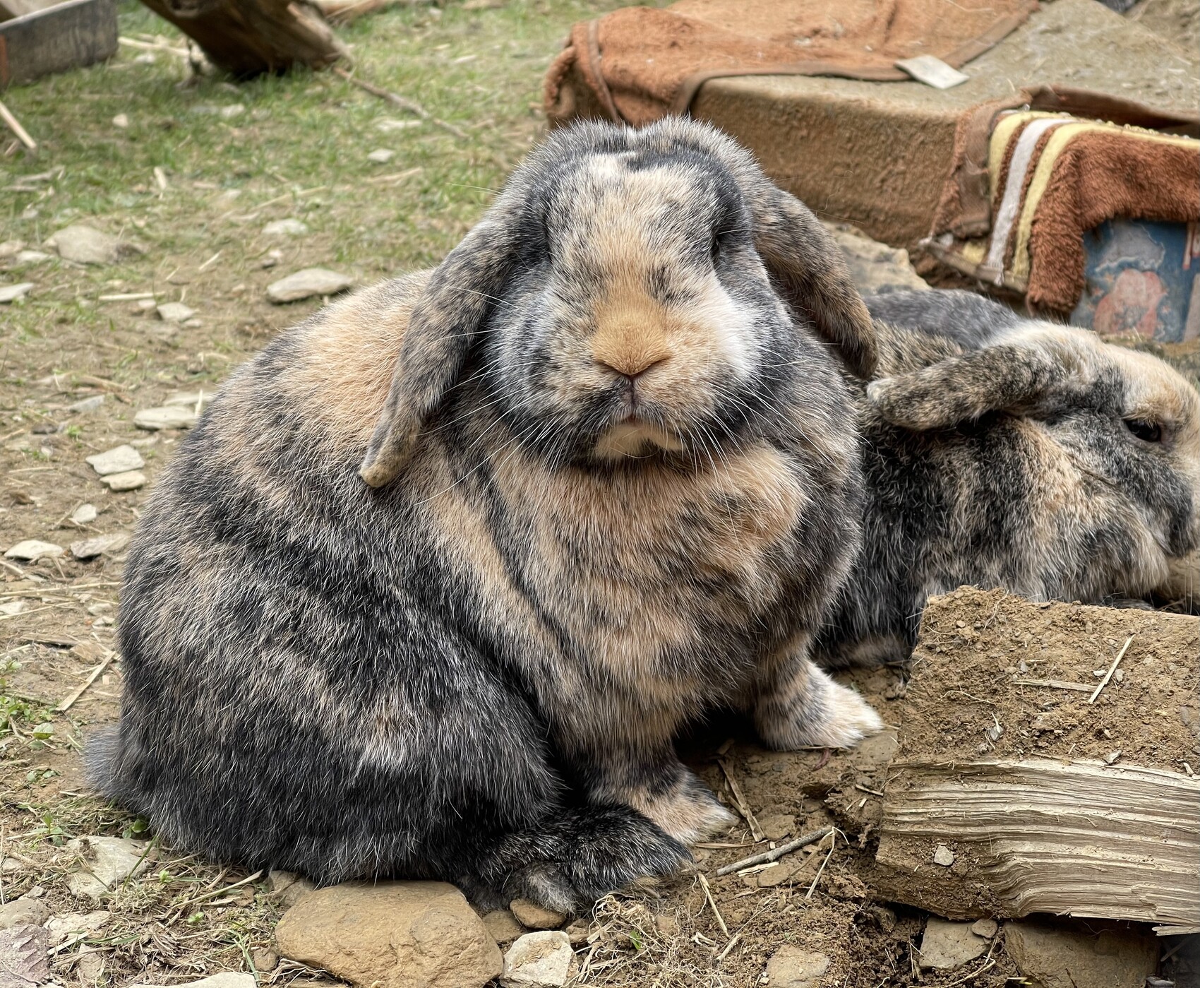 Zwei Kaninchen im Freien; eines vorne mit graubraunem Fell, das andere hinten ruhend.