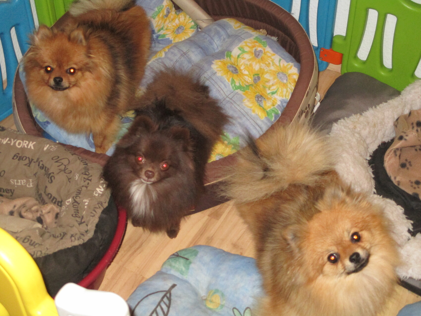 Drei flauschige Pomeranian-Hunde verbringen Zeit in Spielbereich mit Decken und Hundebetten.
