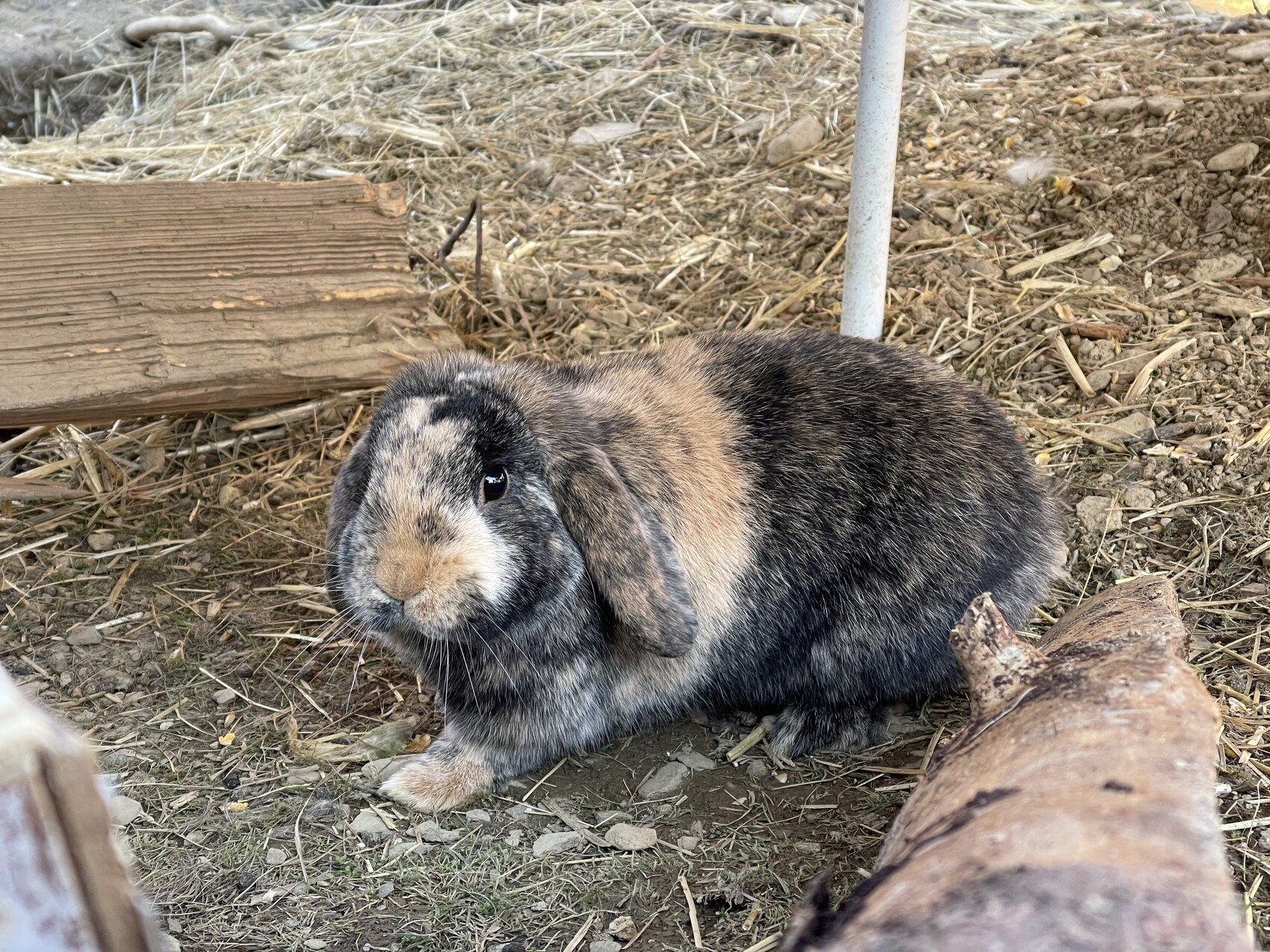 Kaninchen mit braun-schwarz-weißem Fell sitzt auf Erde vor Stroh und Holz.