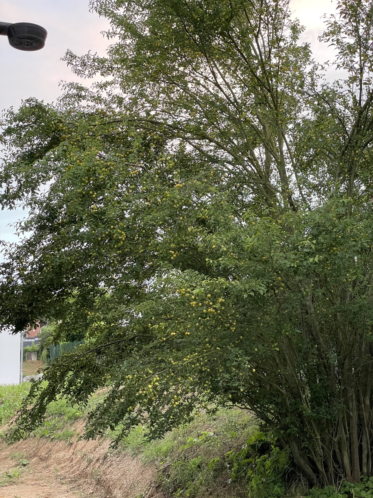 Großer Obstbaum mit zahlreichen gelben Früchten am Straßenrand, dichter Blattbewuchs.