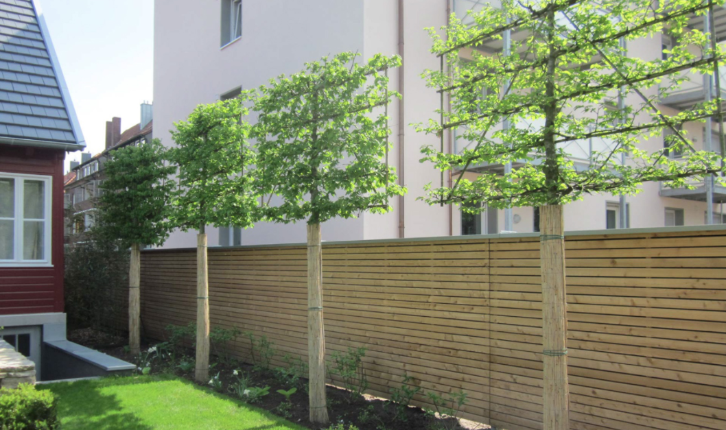 obstspalierbaeume-als-gartenzaun-474503-1.png