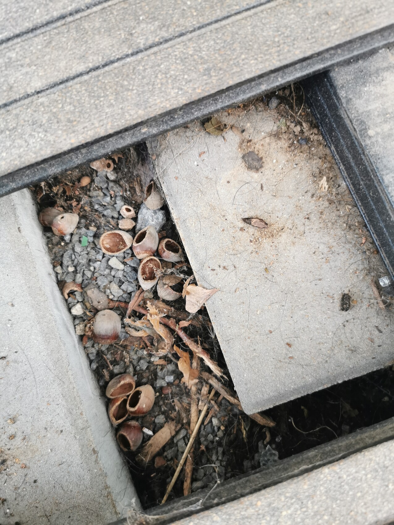 Offenes Betonloch im Gehweg, gefüllt mit Kies, trockenen Blättern und braunen leeren Muschelschalen.