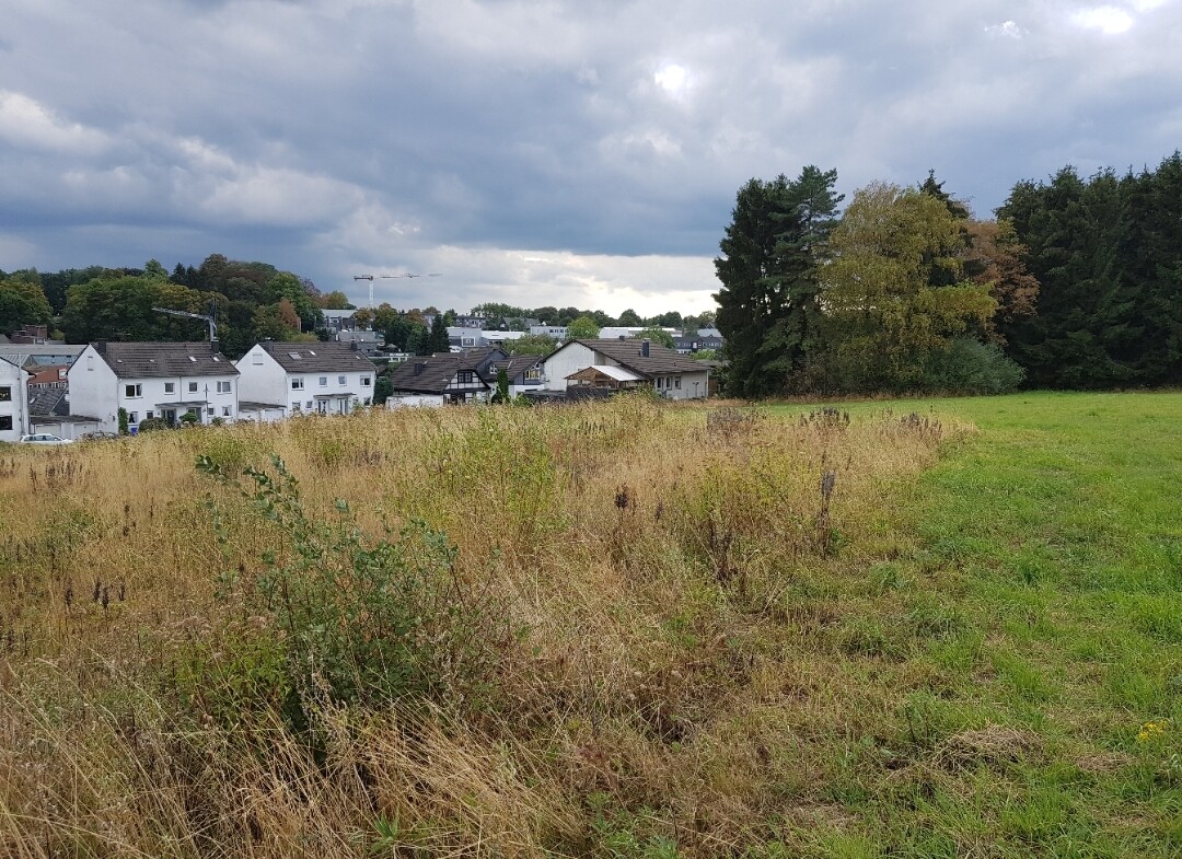 Offenes Grundstück mit Wohnhäusern im Hintergrund, Gras, Bäume und wolkiger Himmel.