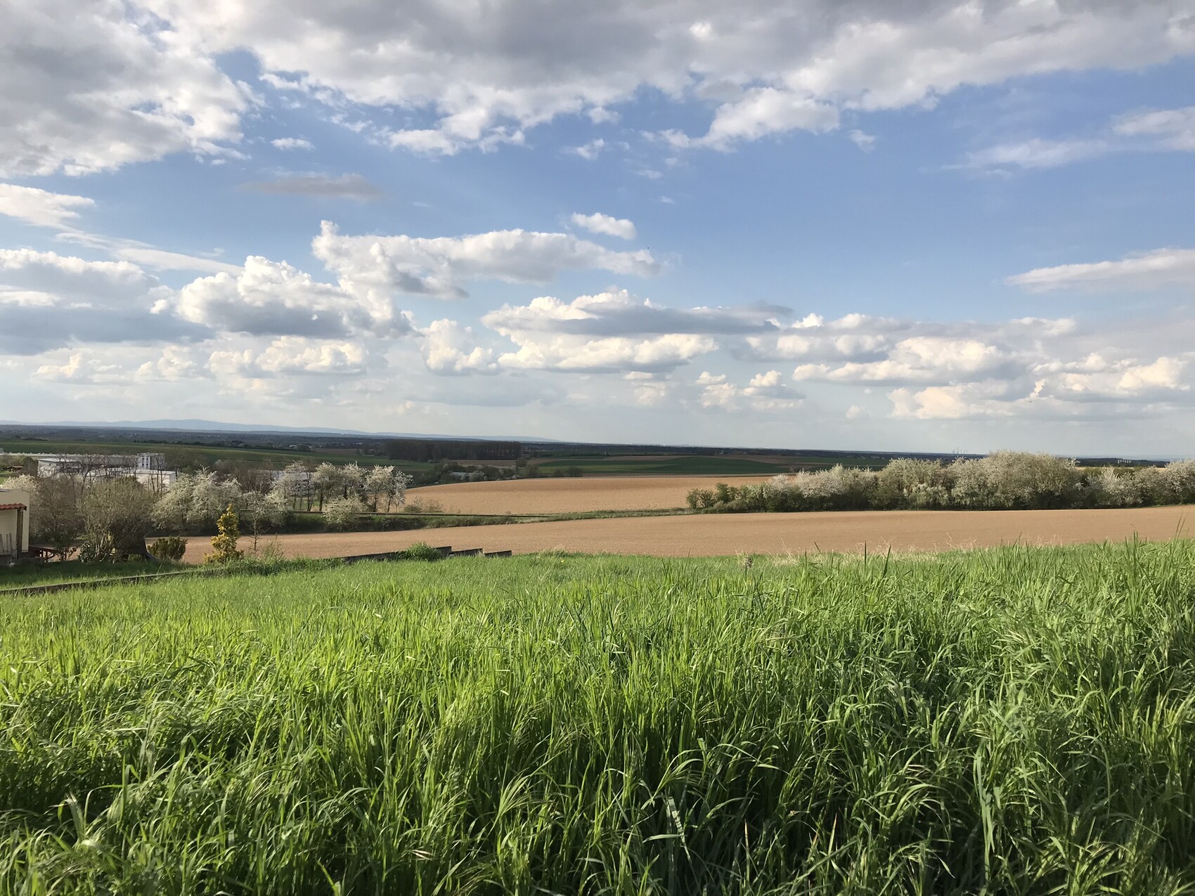 Grünes Grasfeld im Vordergrund, braune Felder, blühende Obstbäume und Wolkenhimmel.