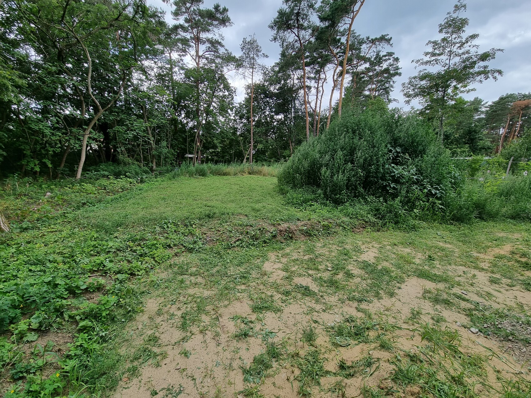 Offenes Grundstück mit Gras, Erdfläche, Sträuchern und umliegenden Bäumen.