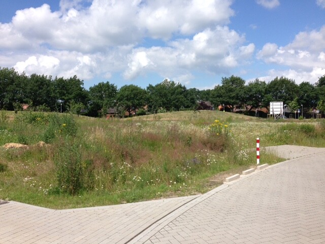 Offenes Bauland mit Gras, Wildblumen, gepflastertem Weg und Baumreihe vor blauem Himmel.