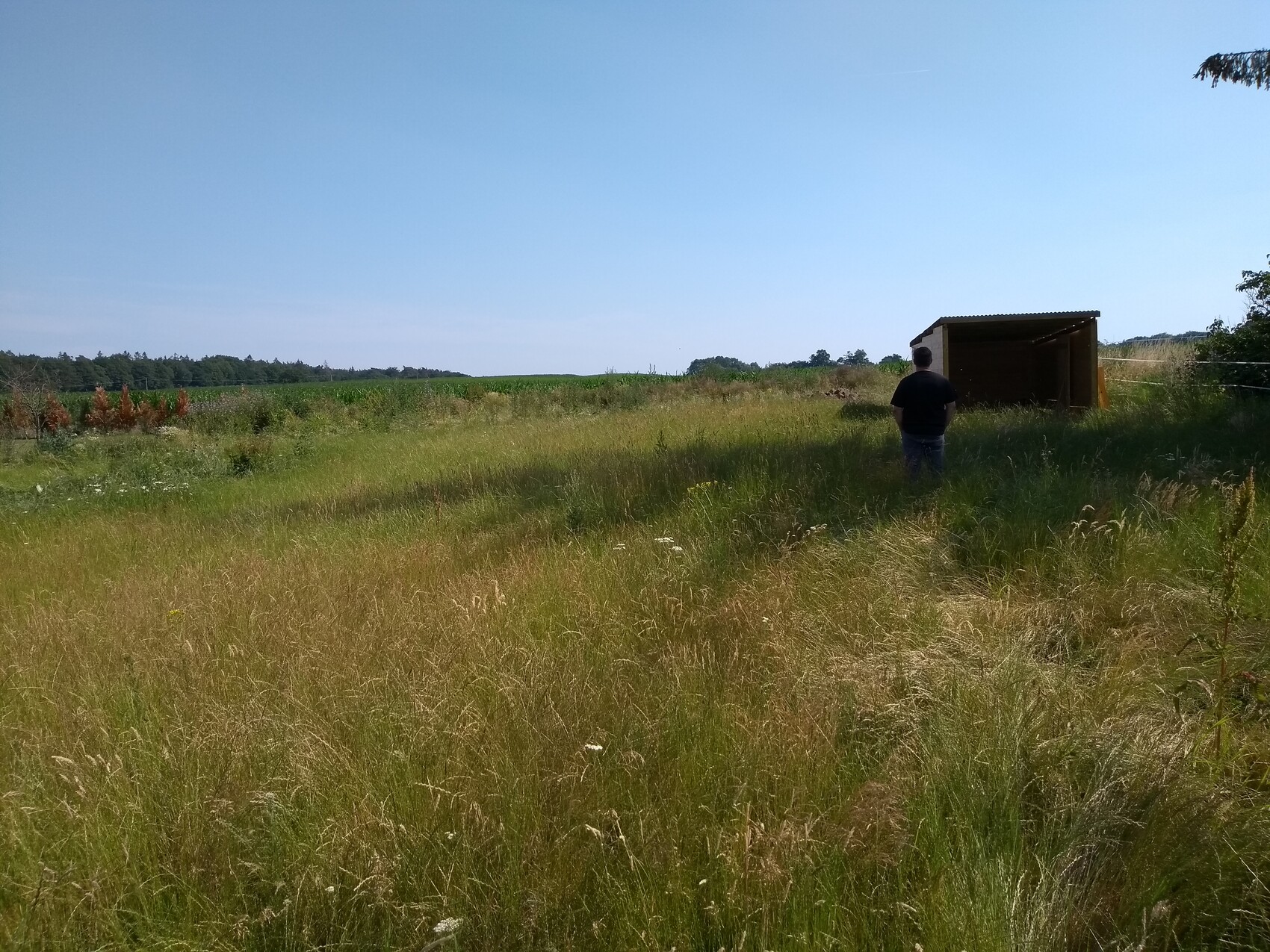 Mann steht in einem grasigen Feld neben einer kleinen Holzhütte unter blauem Himmel.