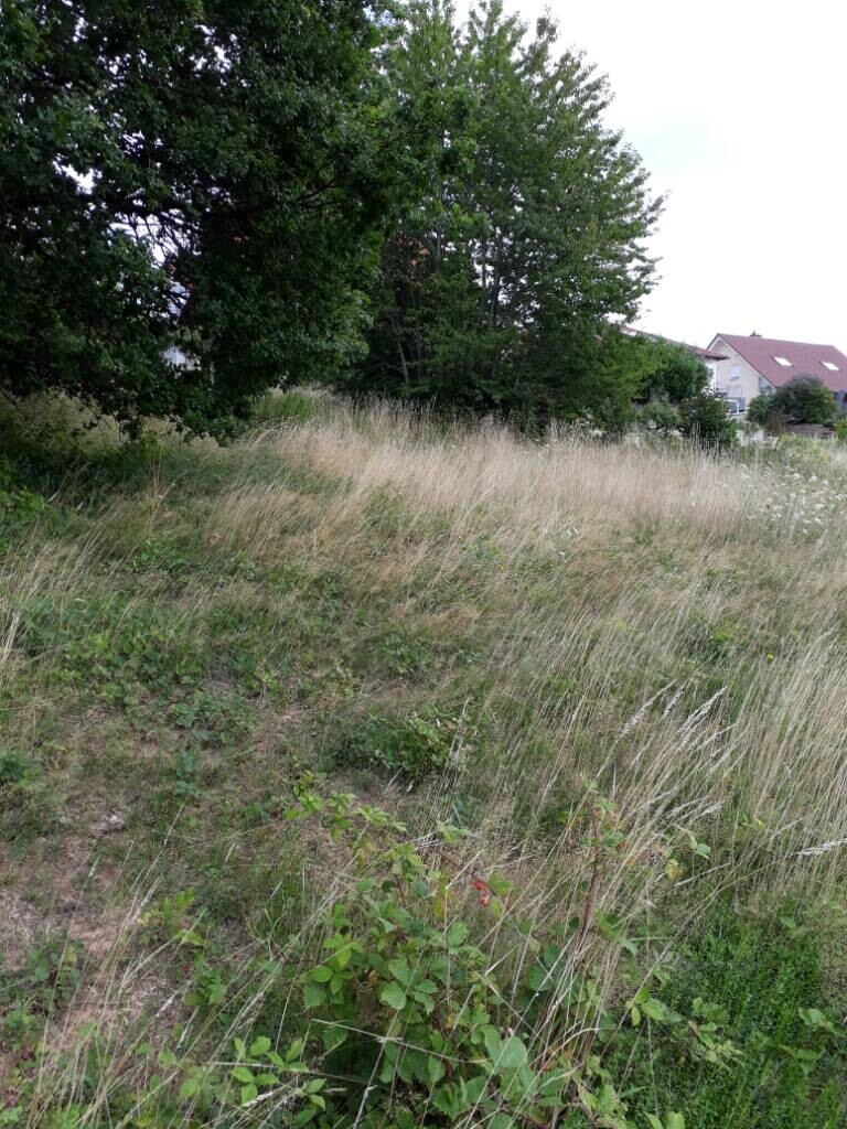 Offene Wiese mit hohem Gras und Sträuchern, Bäumen am Rand; Wohnhäuser im Hintergrund rechts.