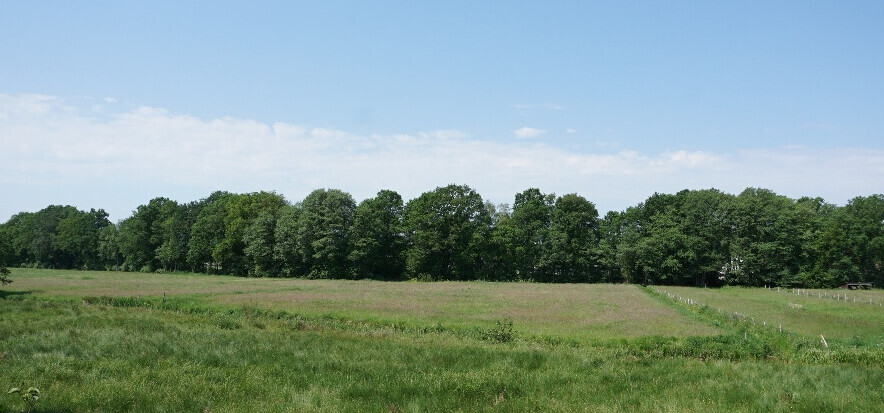 Weites Grasfeld mit einer Baumreihe am Horizont und blauem Himmel.