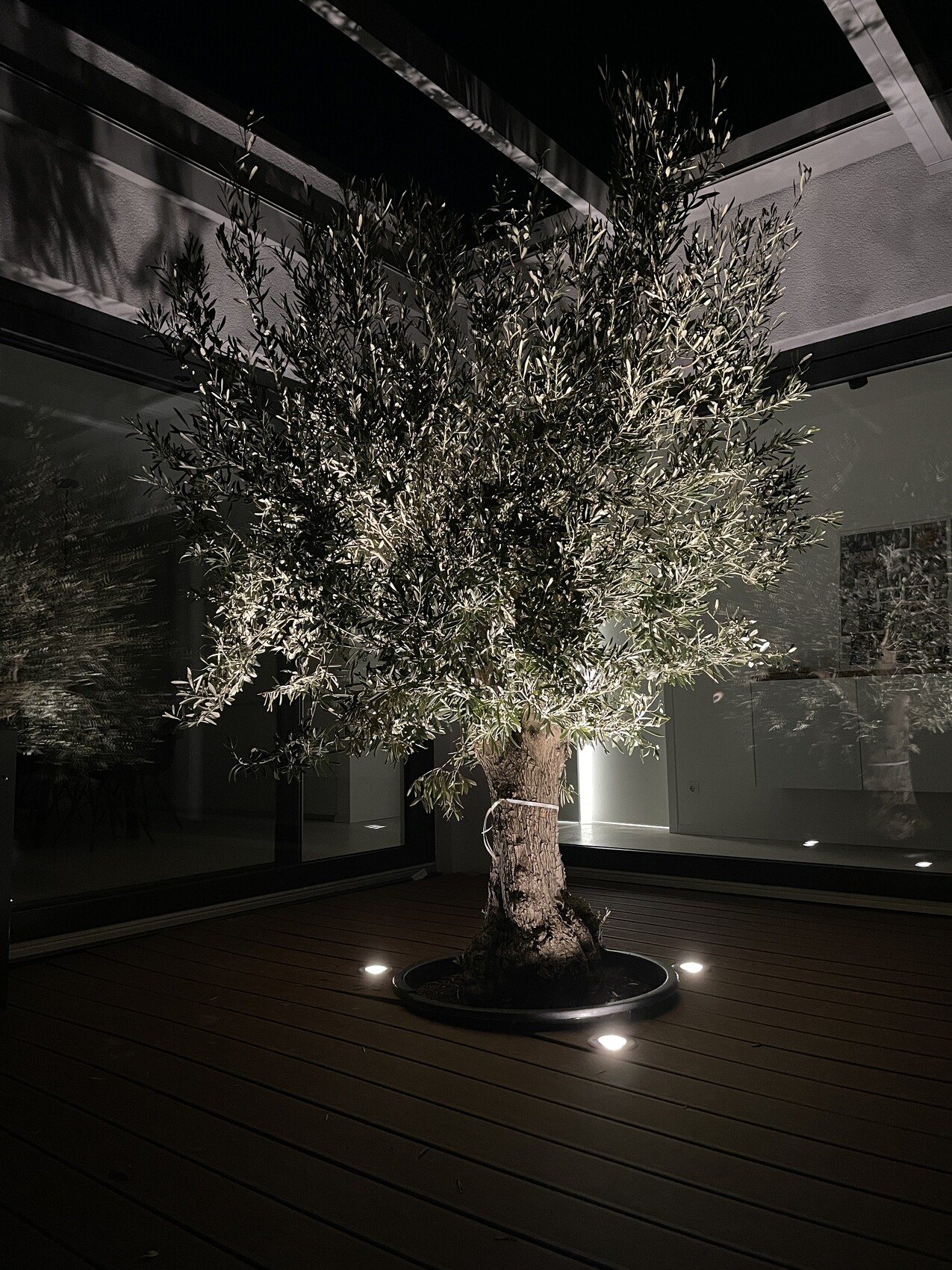 Großer Olivenbaum in Topf auf Holzdeck, beleuchtet von Bodenspots im Innenraum.