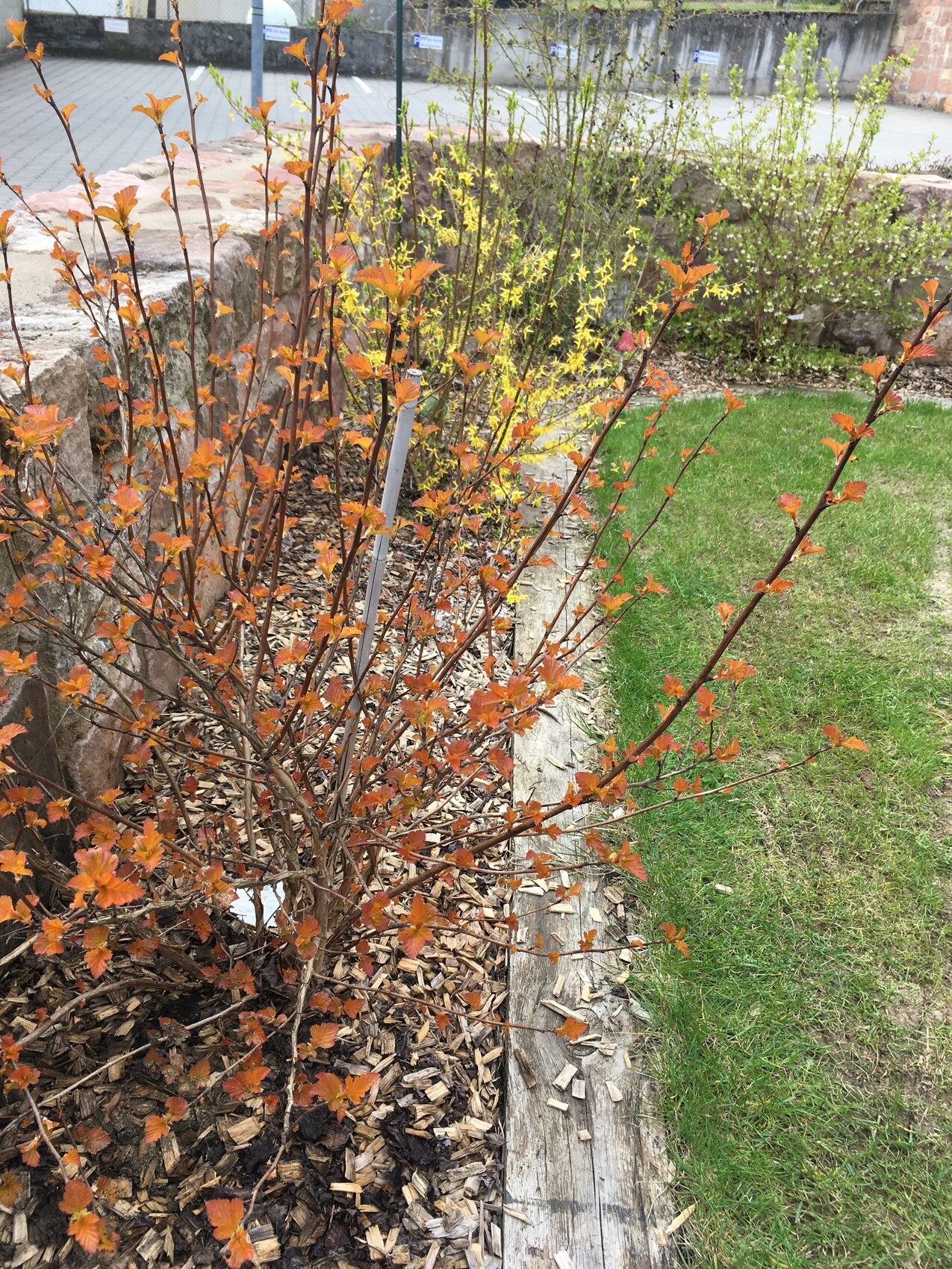 Zierstrauch mit orangefarbenen Blättern am Holzrand, Mulchboden; gelbe Blüten im Hintergrund.