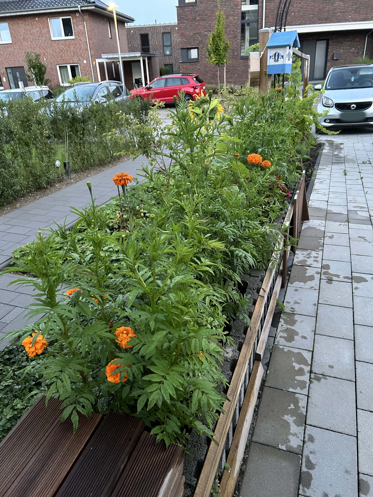 Beet mit orangefarbigen Marigoldblüten und grünem Gemüse am Bürgersteig vor Wohnhäusern.