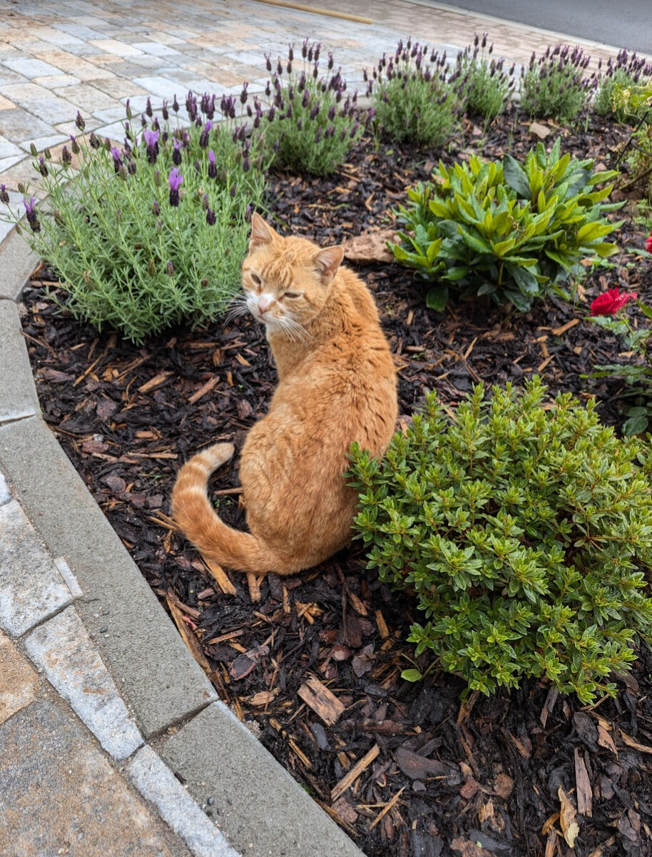 Orange Katze sitzt im Gartenbeet neben Lavendel, Sträuchern und Mulch.