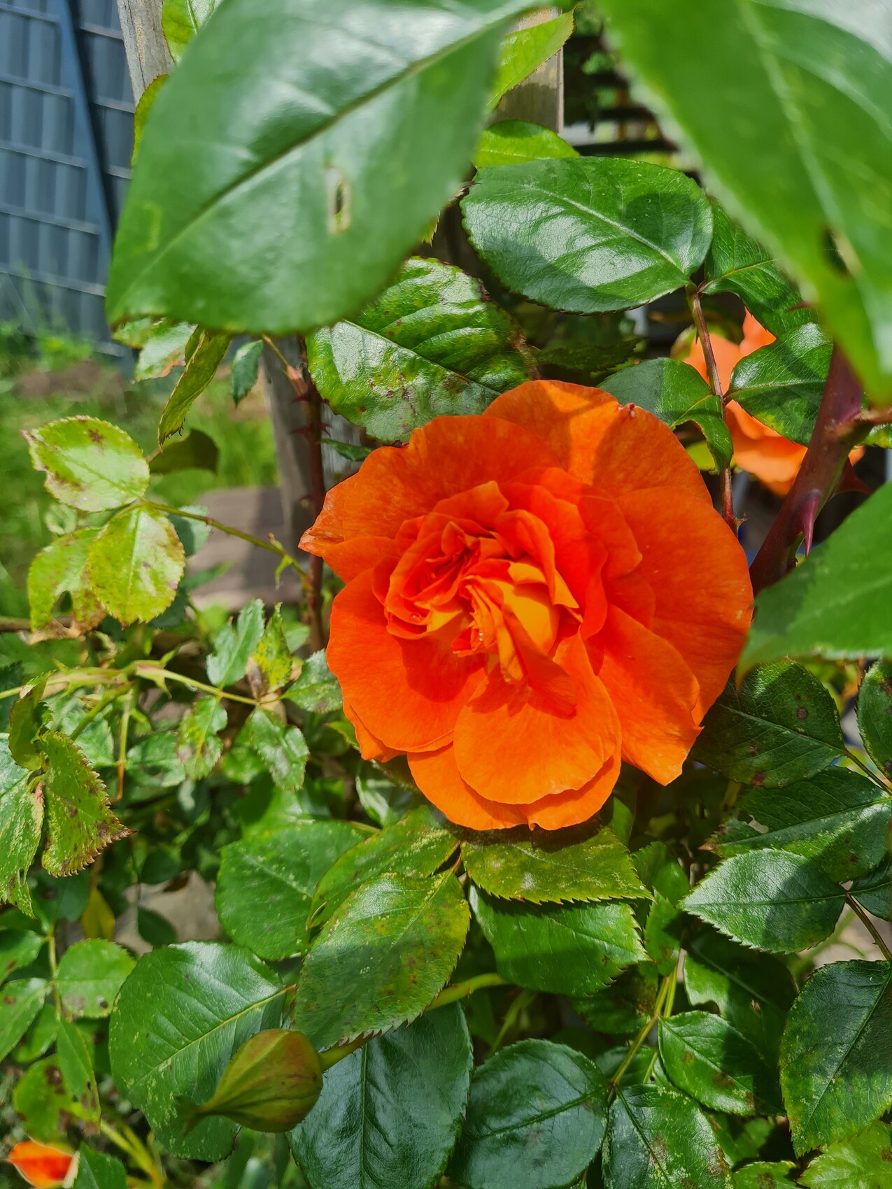 Orange Rose im Fokus, umgeben von grünen Blättern.