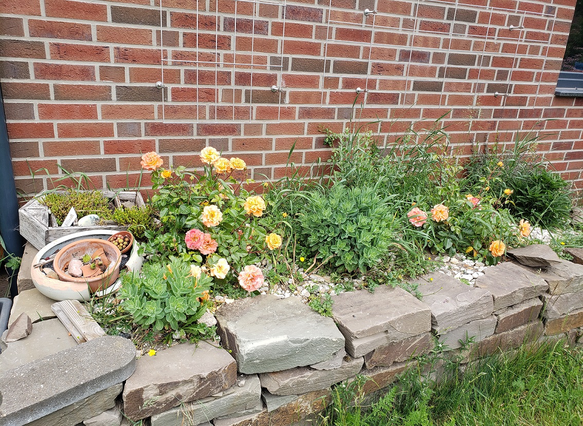orange-rosen-im-garten-mit-steinbeet-und-ziegelwand.jpg